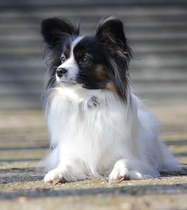 Papillon Dog Clip Art free image download
