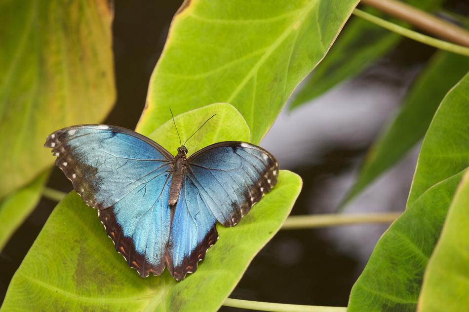 Blue Butterfly Morpho Wings free image download