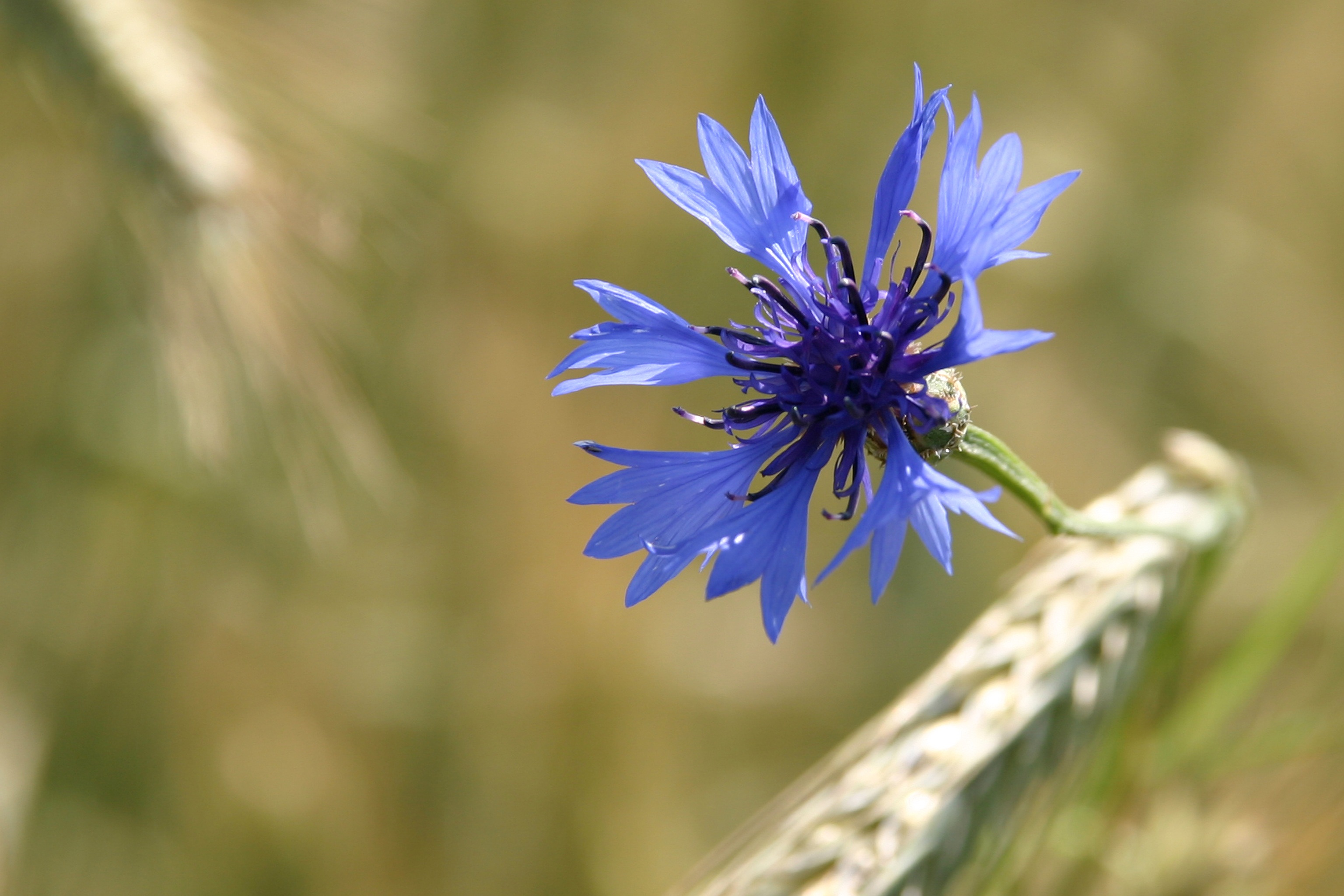 Cornflower Blue free image download