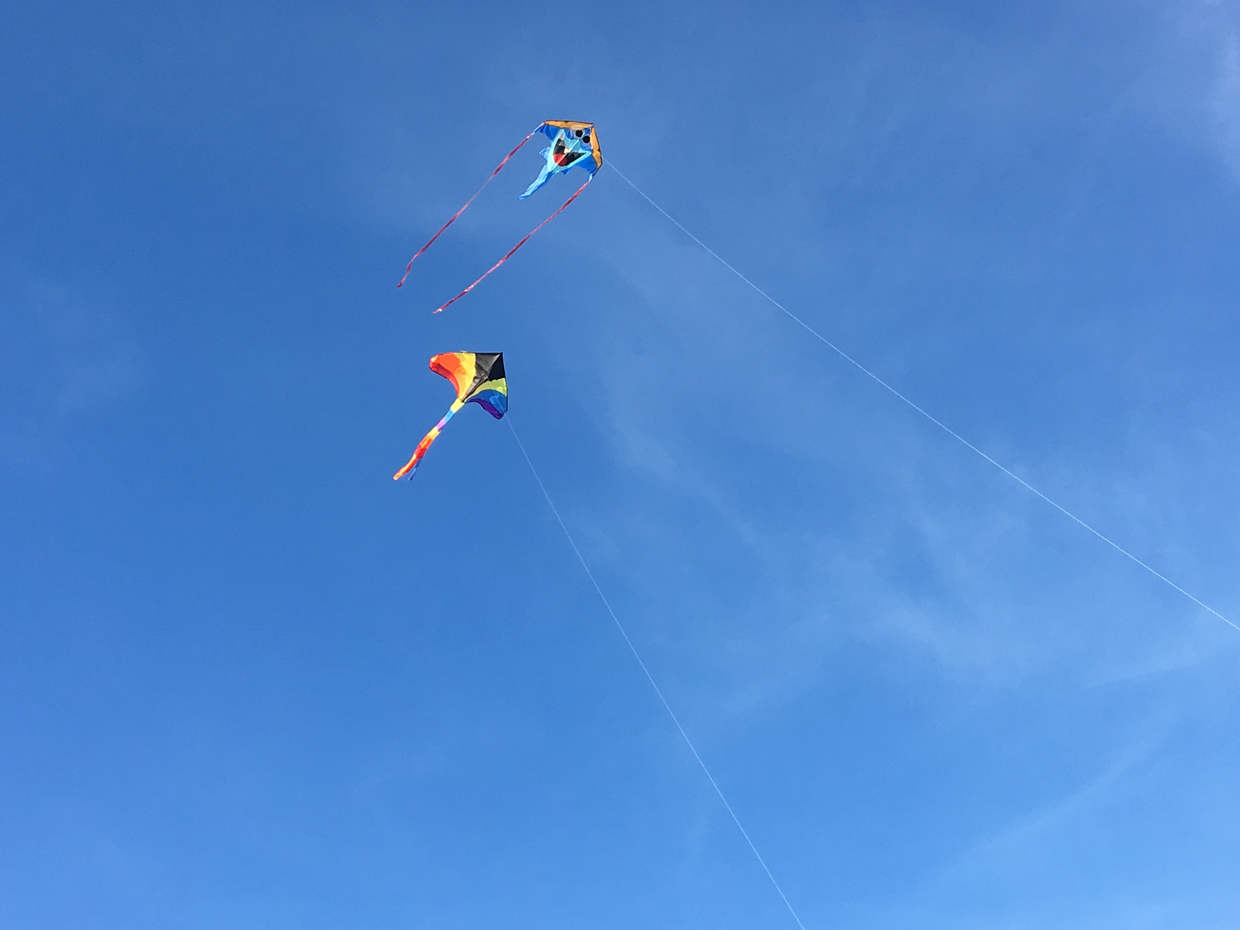 Soaring kites in the sky free image download