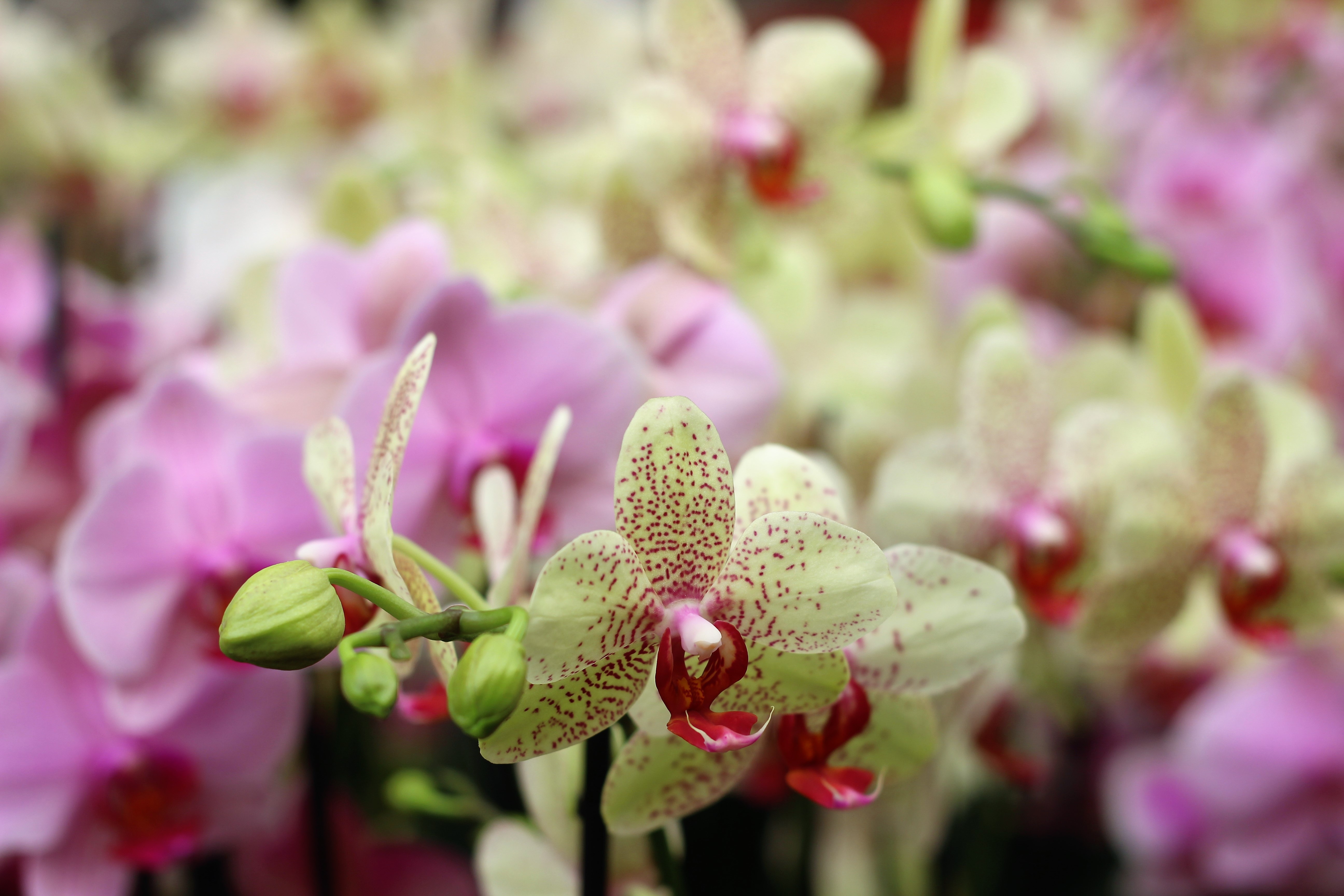 Orchid Flower buds free image download
