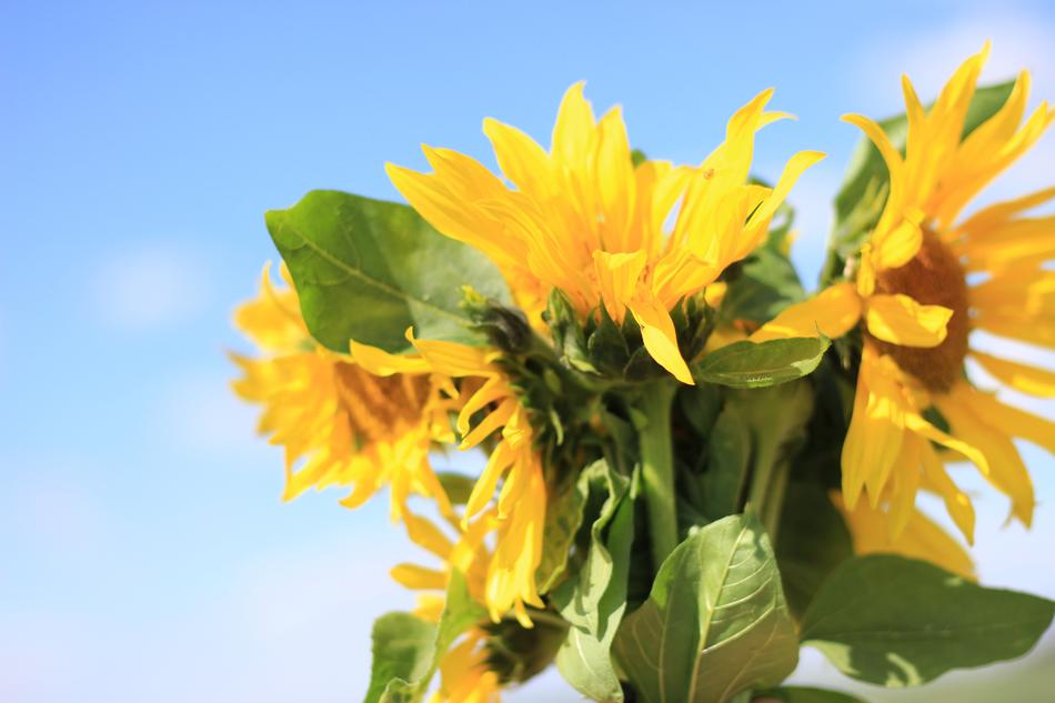 Sunflower Flower Summer free image download