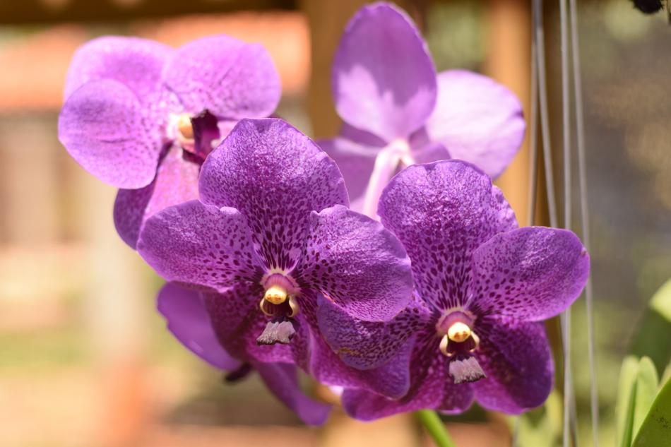 Orchid Flower free image download