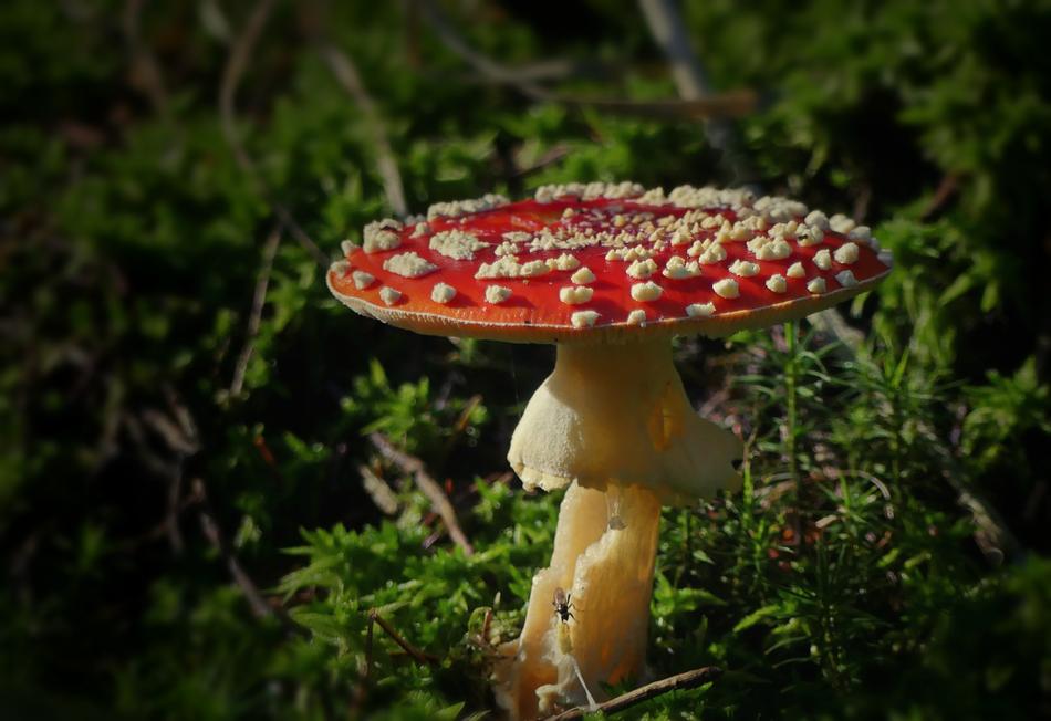 Fly Agaric Mushroom Toxic free image download