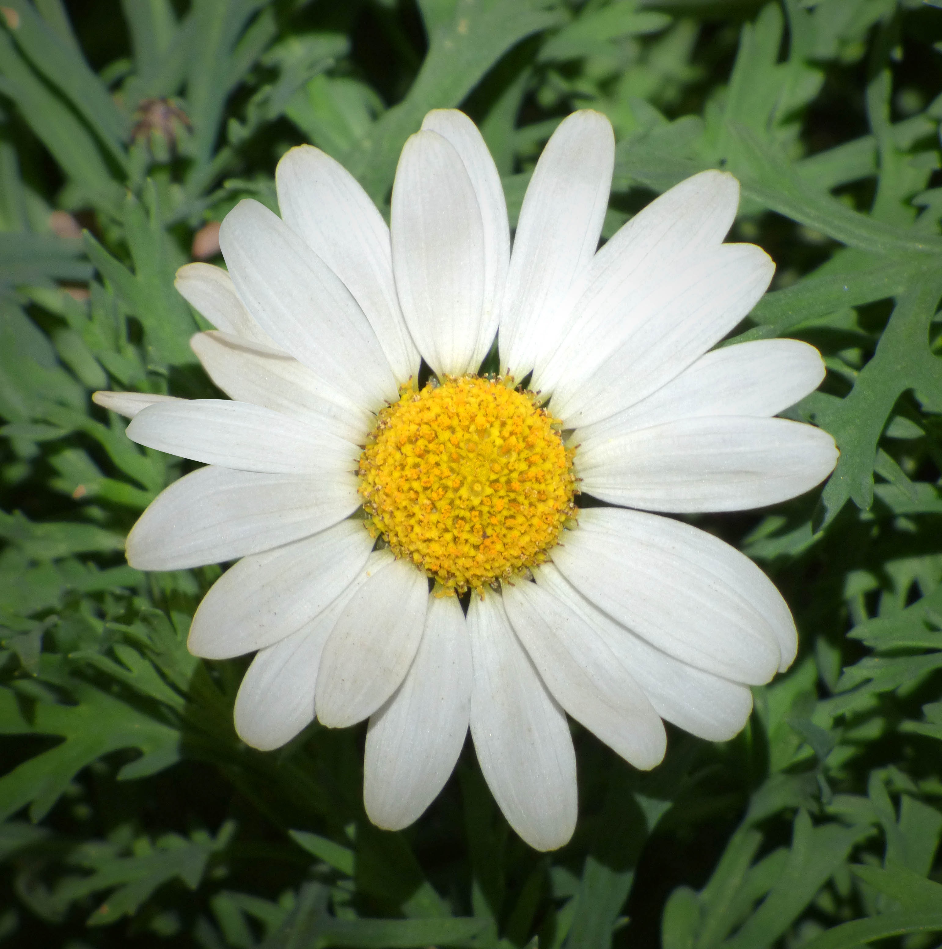 Daisy Petals Flower free image download