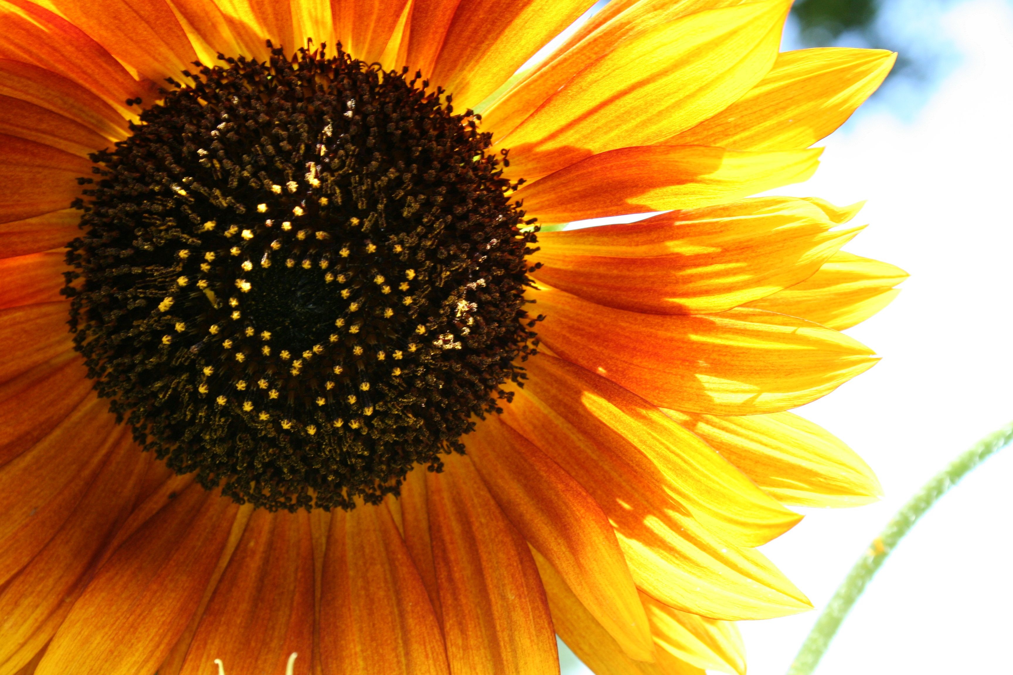 Sunflower Flower Bloom free image download