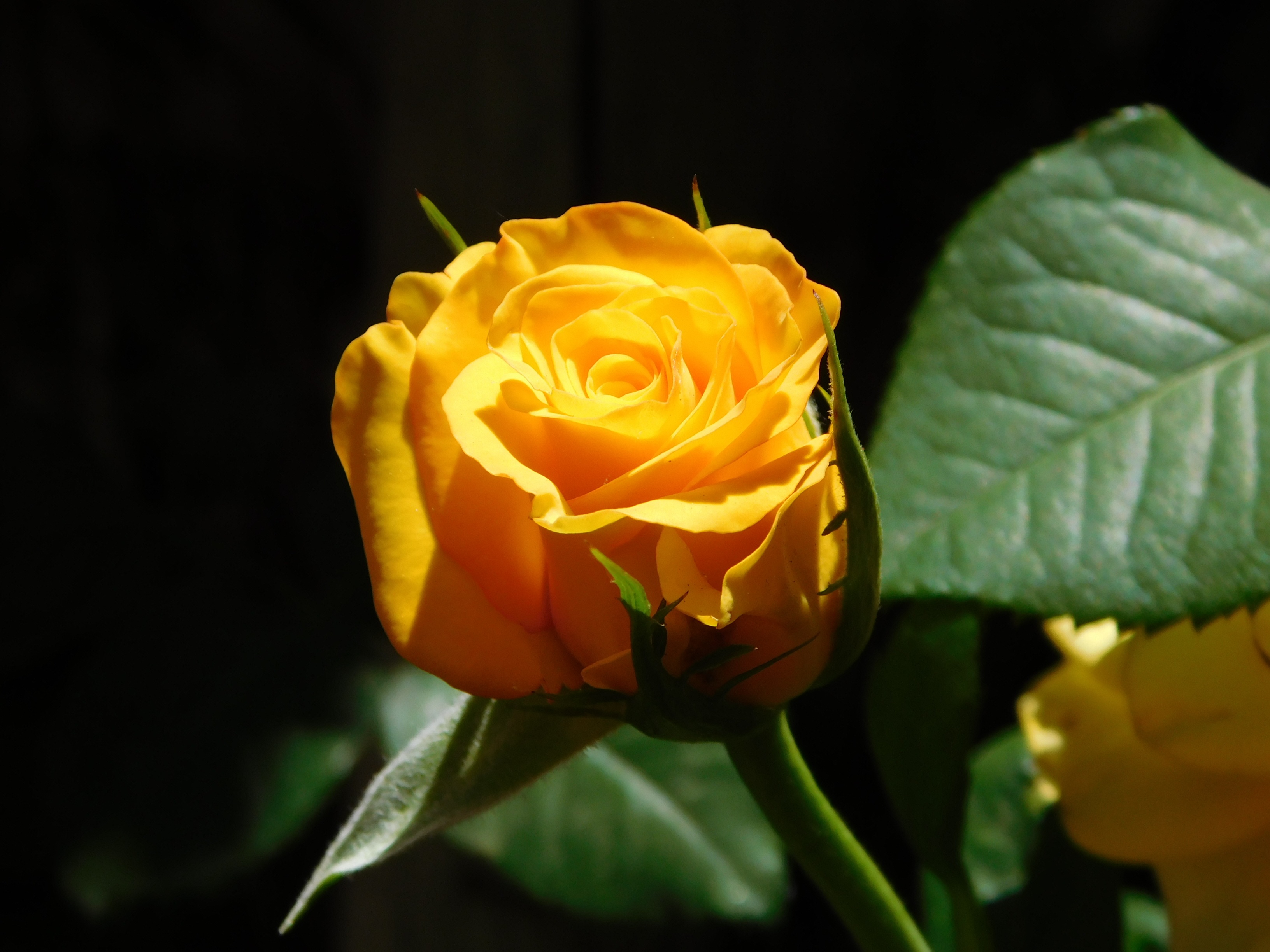 Button Yellow Rosa free image download