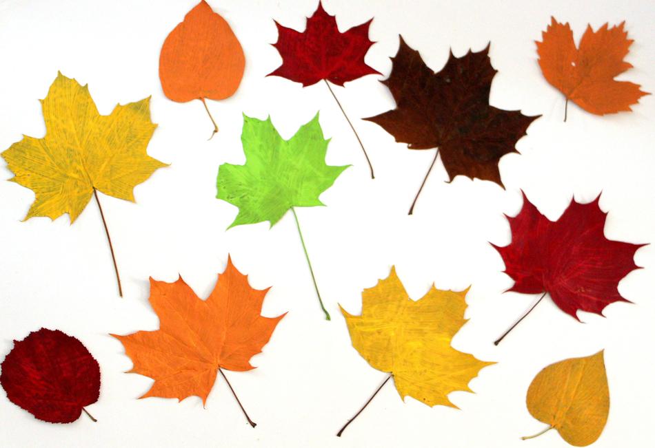Leaves Colorful Autumn free image download