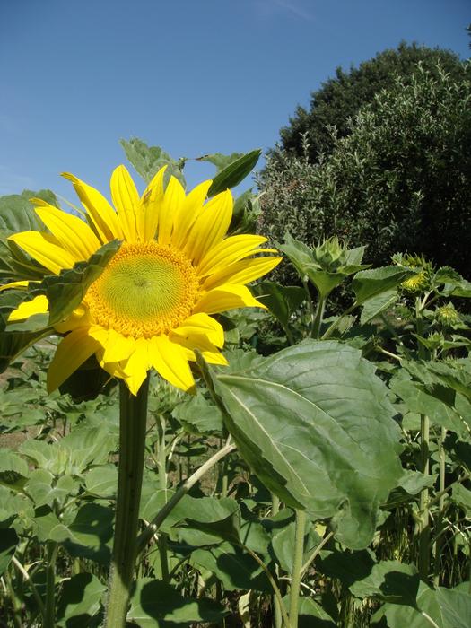 Flower Sunflower Yellow free image download