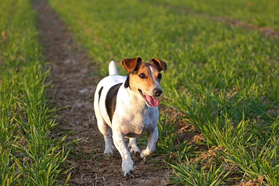 Jack Russel Dog walking on path free image download