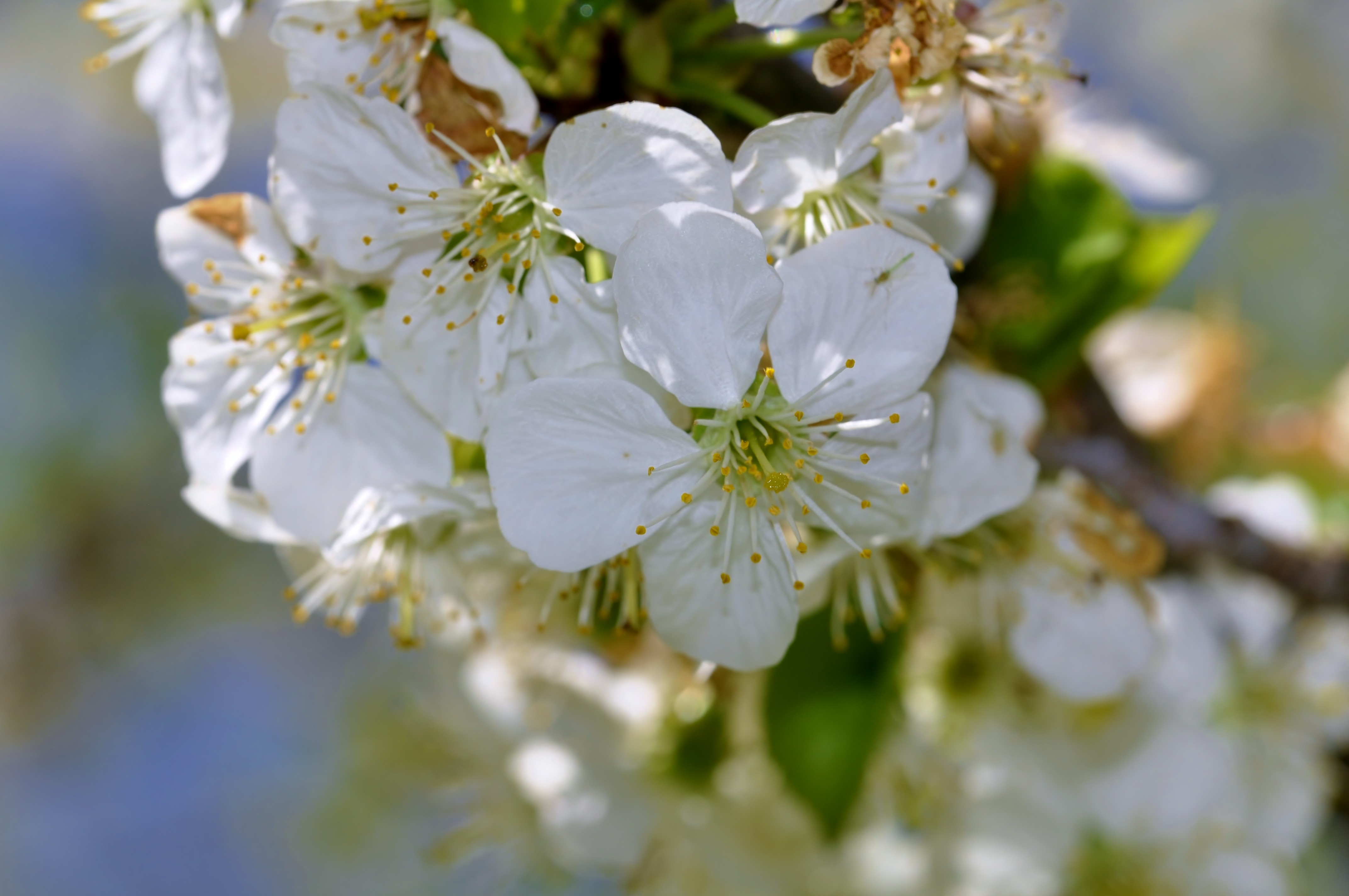 White Flowers on Tree in Spring free image download