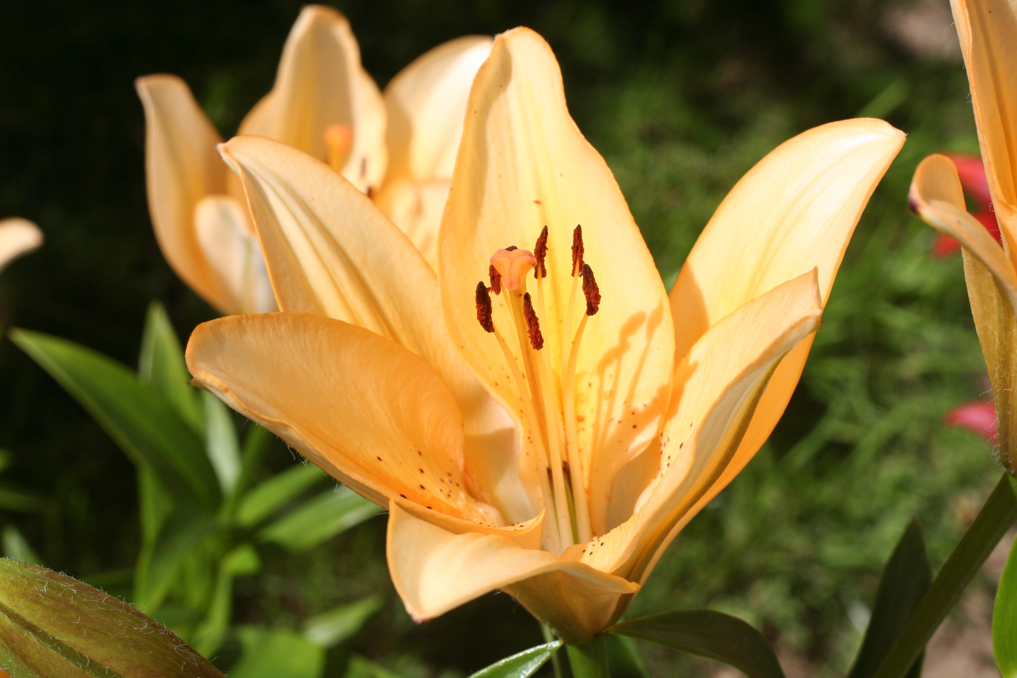 Flowers Lily Flower free image download