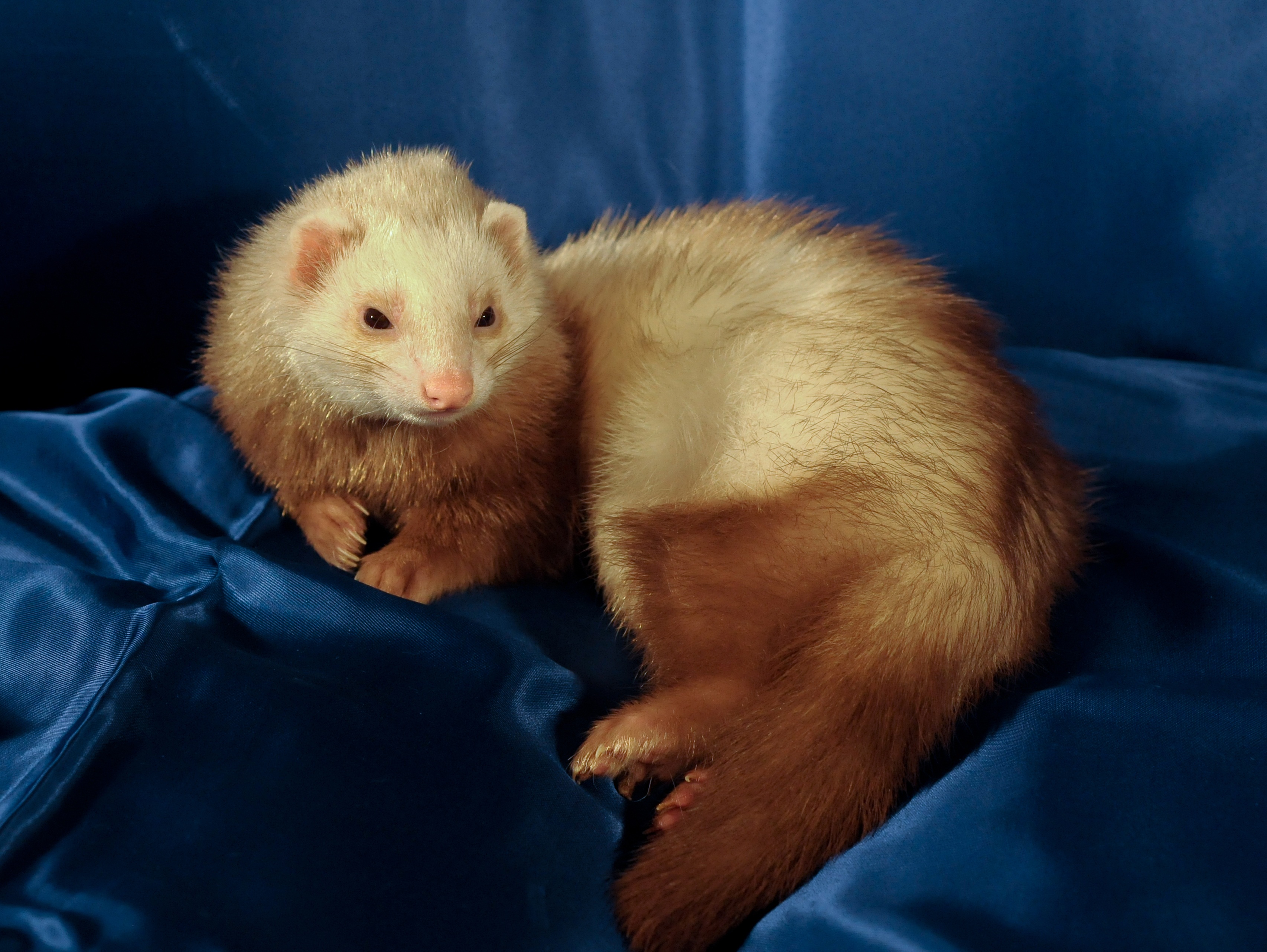 Impressively beautiful Ferret Animal free image download
