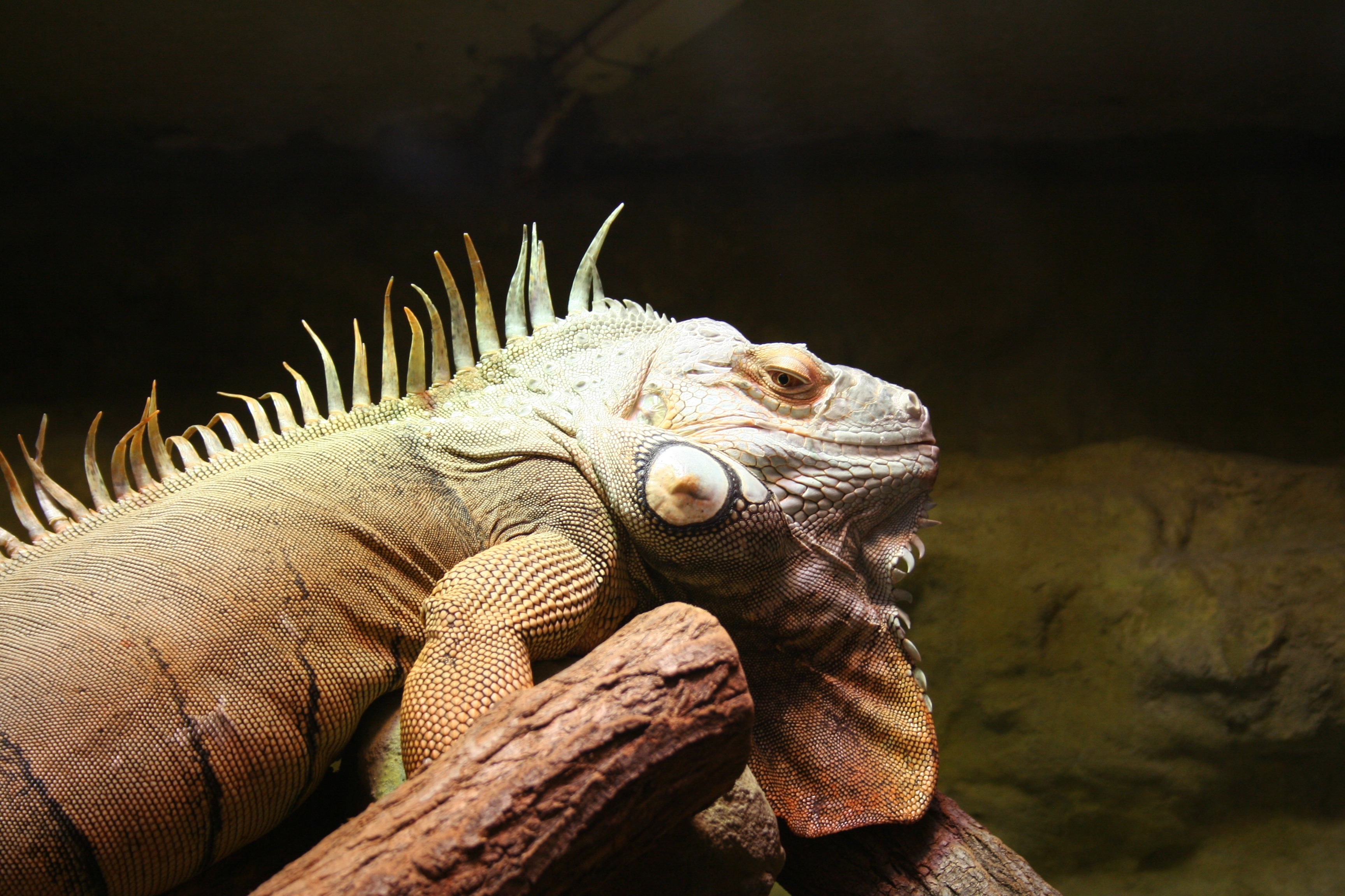 Reptile is basking under a lamp in a terrarium free image download