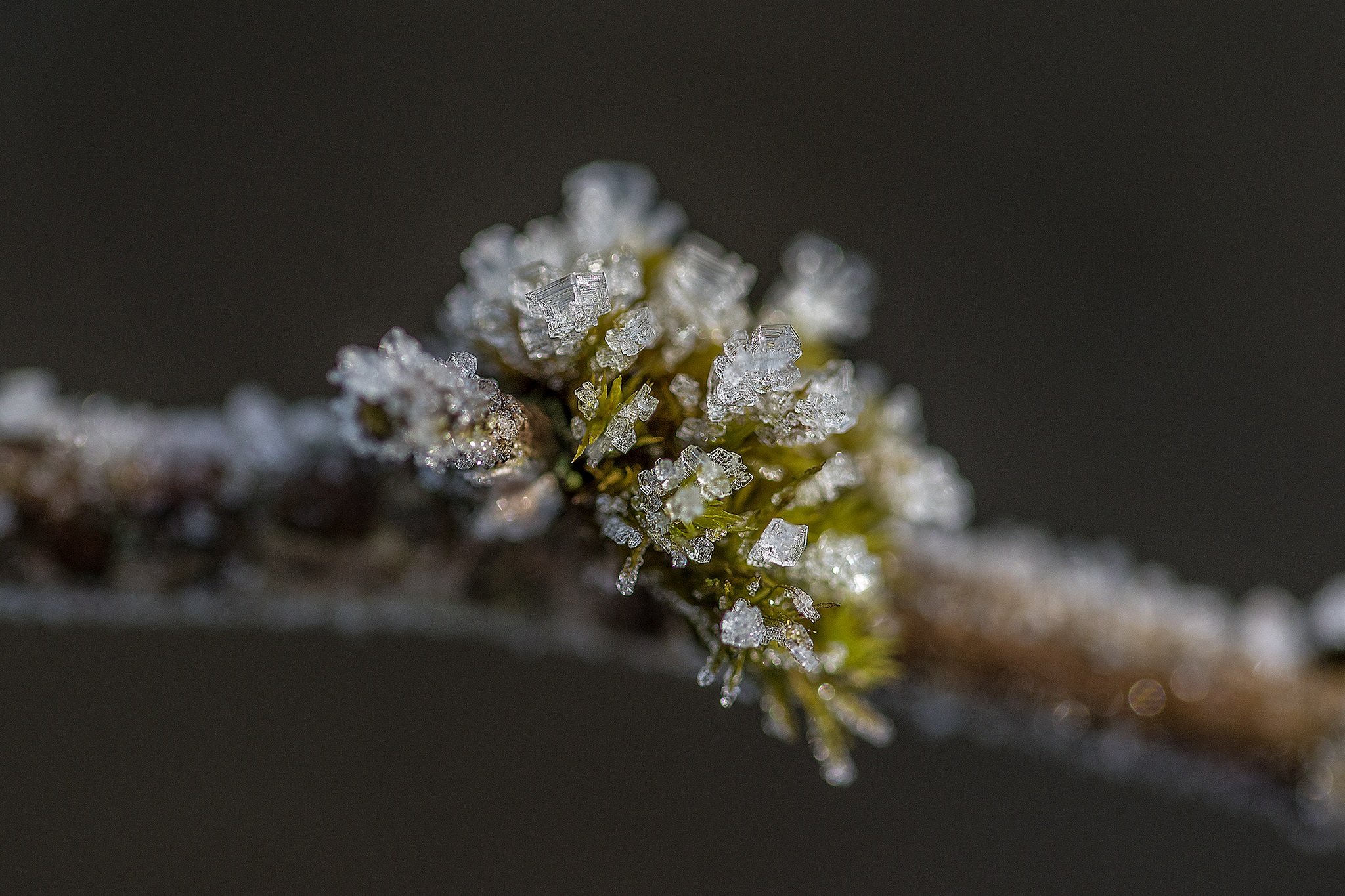 Frozen plants on a branch free image download
