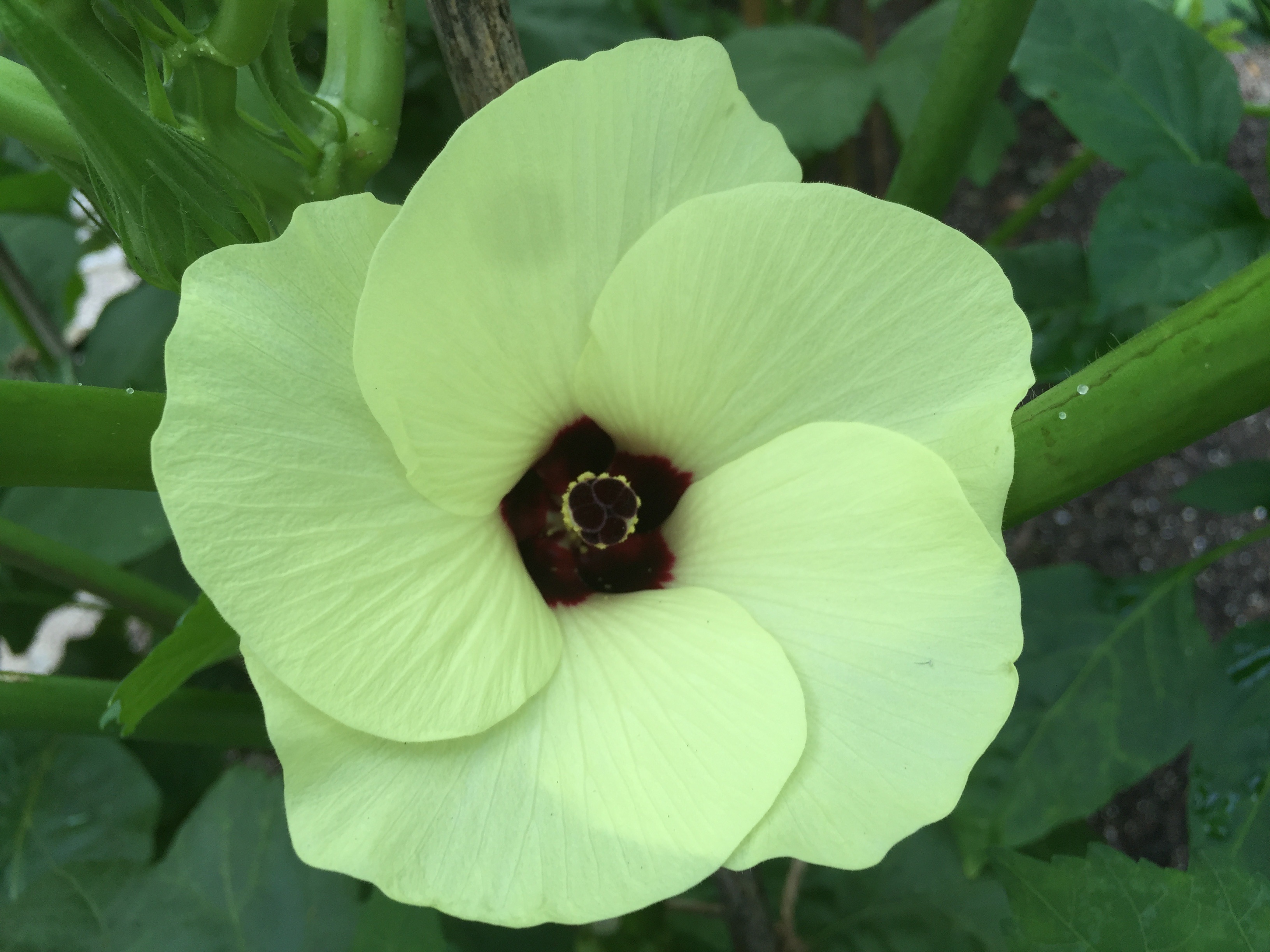 Okra Blossom Vegetable free image download