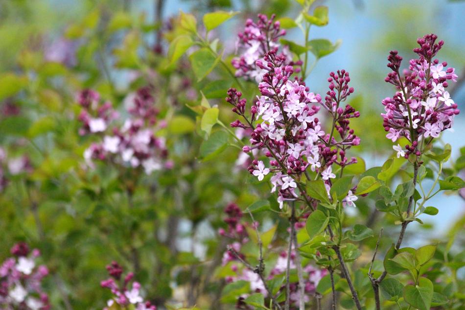 Lilac Bush Flowers free image download