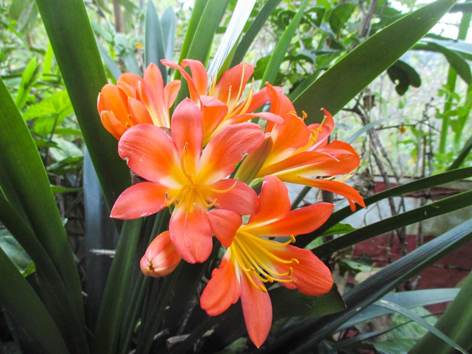 Flower Garden Orange free image download