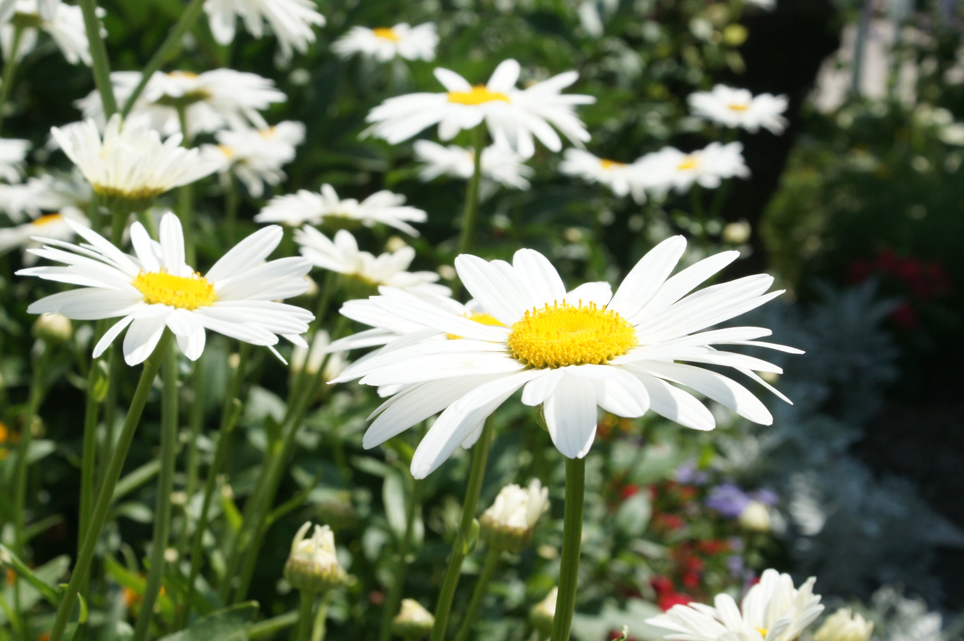 Daisy Garden Bright free image download