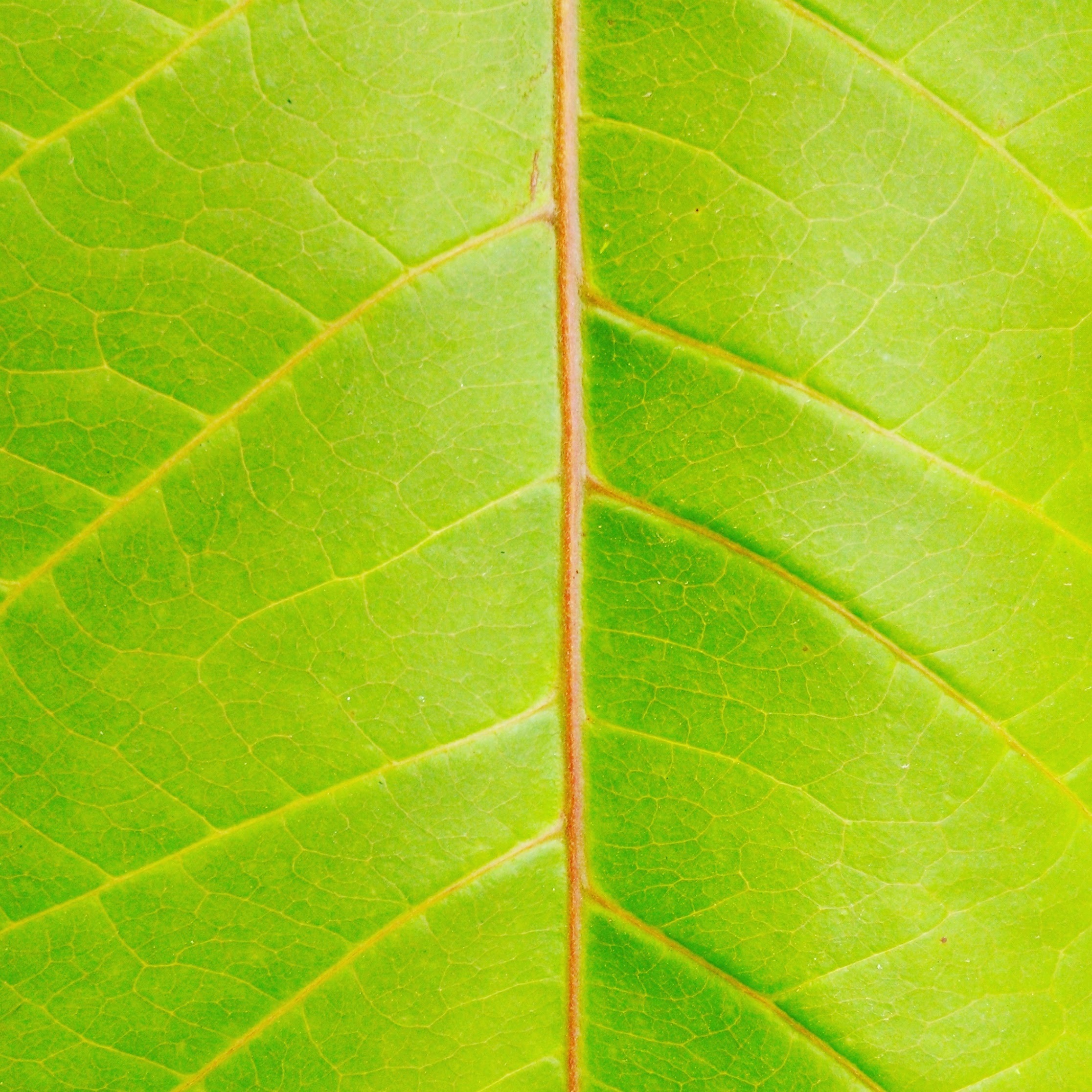 Green Plant Leaves free image download