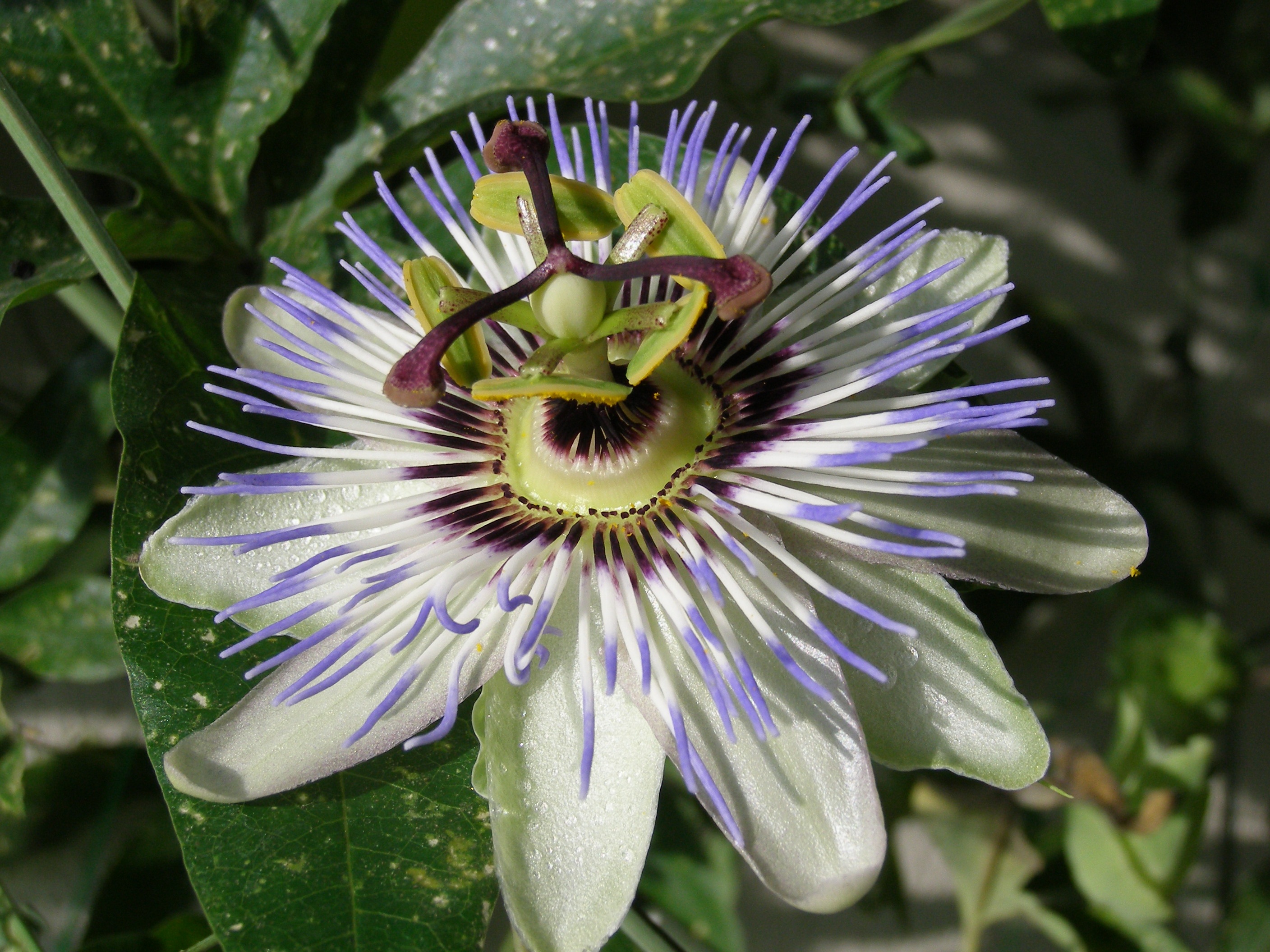 Passion Fruit Blossom Bloom Blue free image download