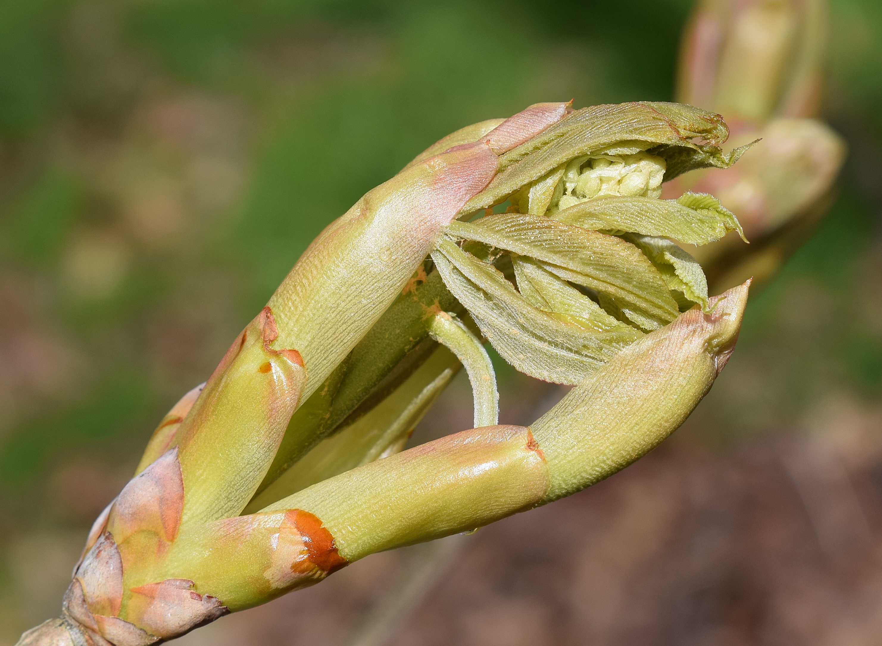 Leaves And Flower Bud Japanese free image download