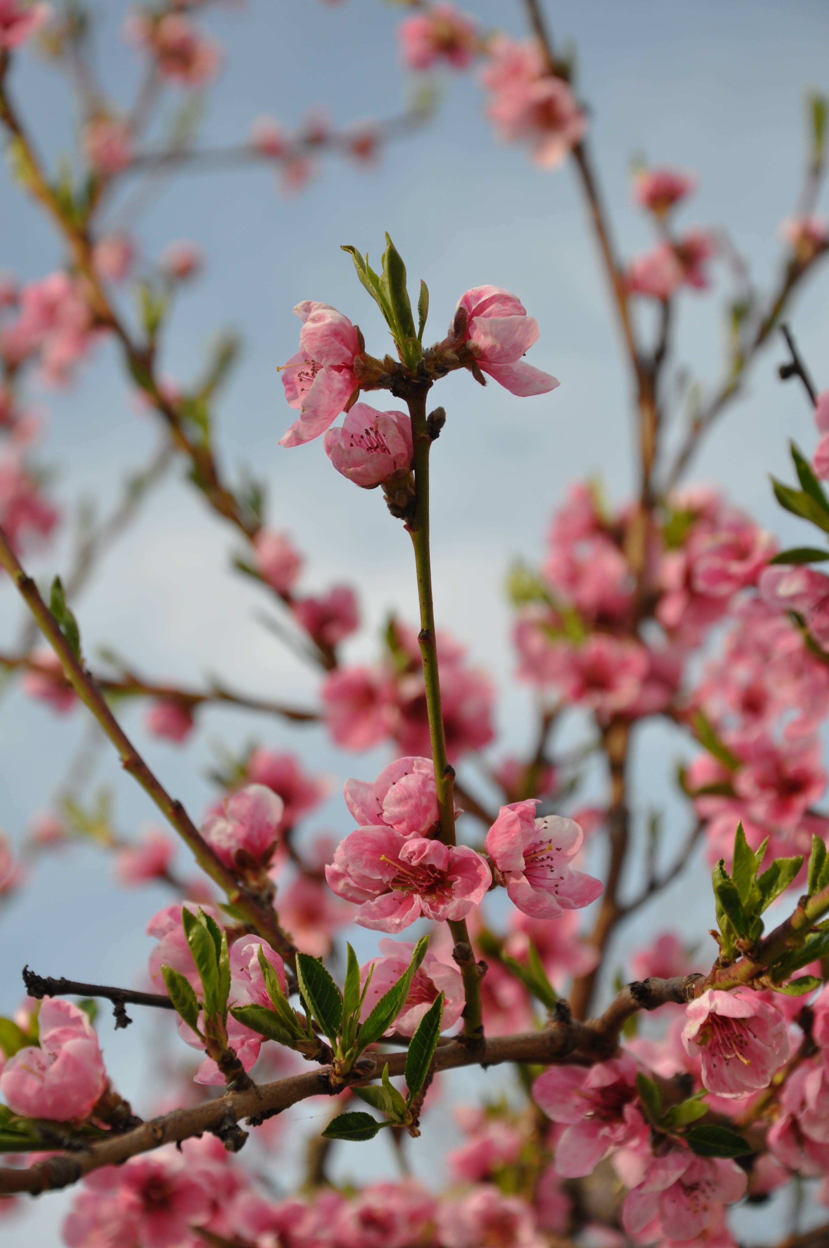 Peach Flower Spring free image download