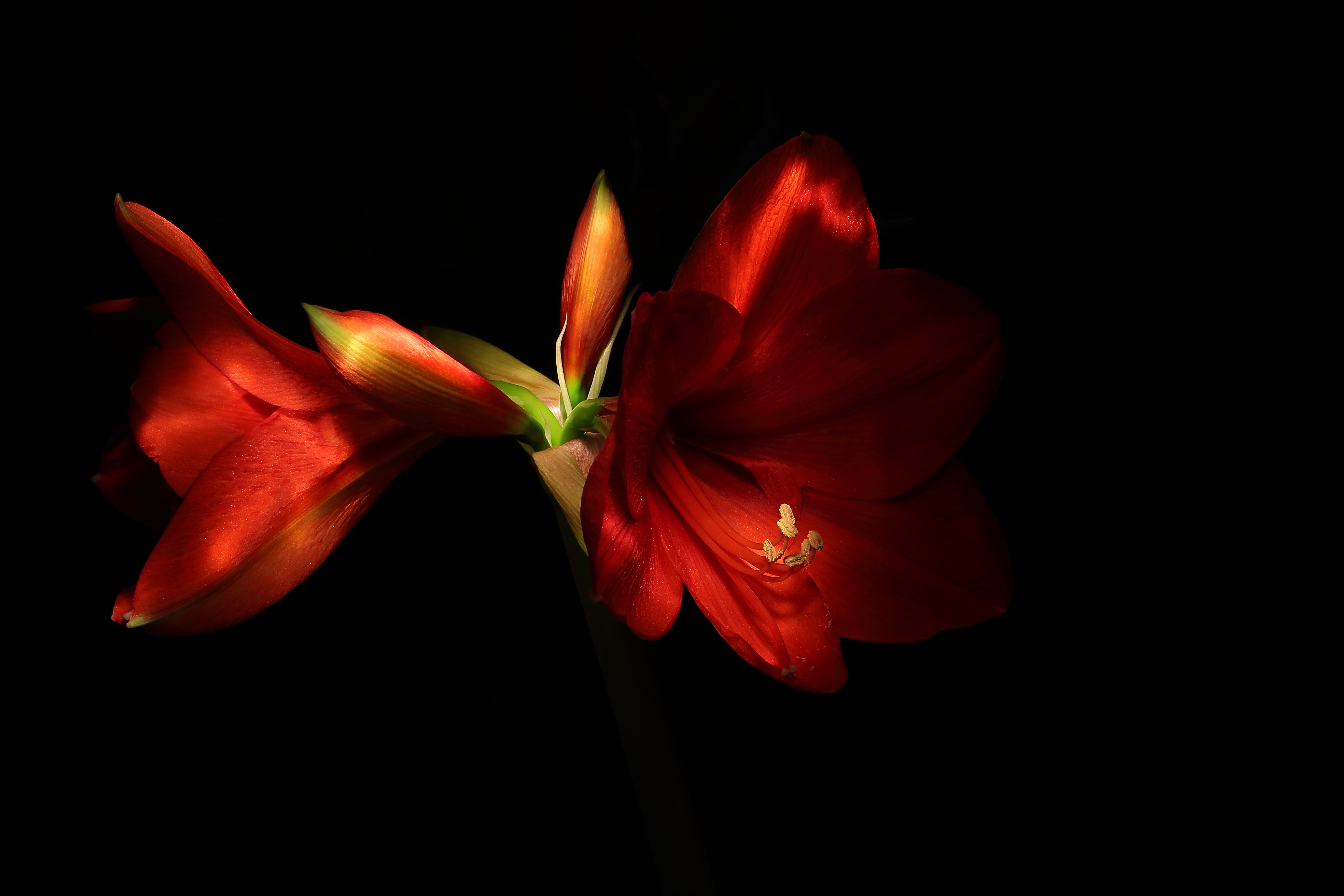 Blooming red flower in lights free image download