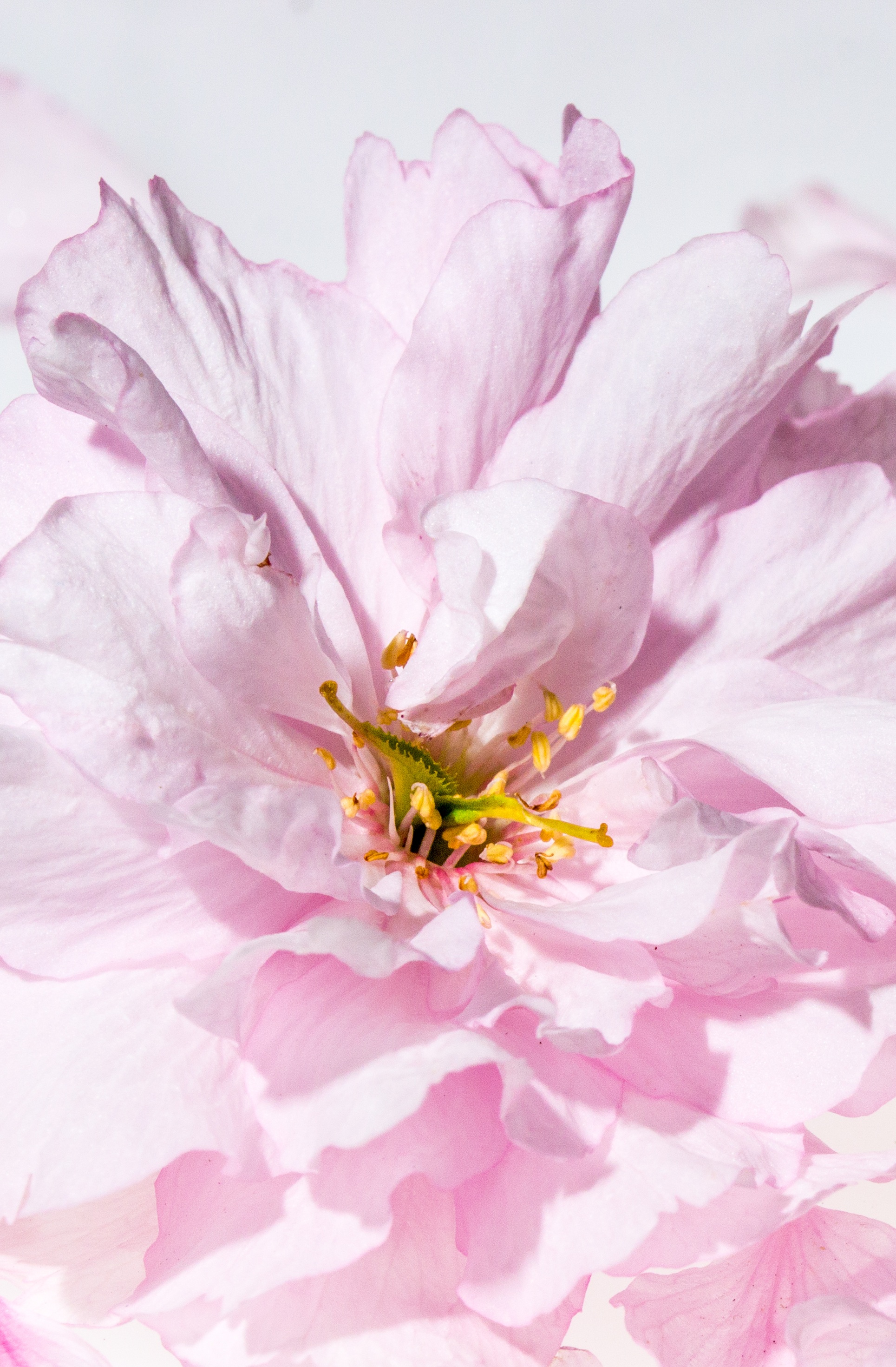 Japanese Cherry Blossom leaves closeup view free image download