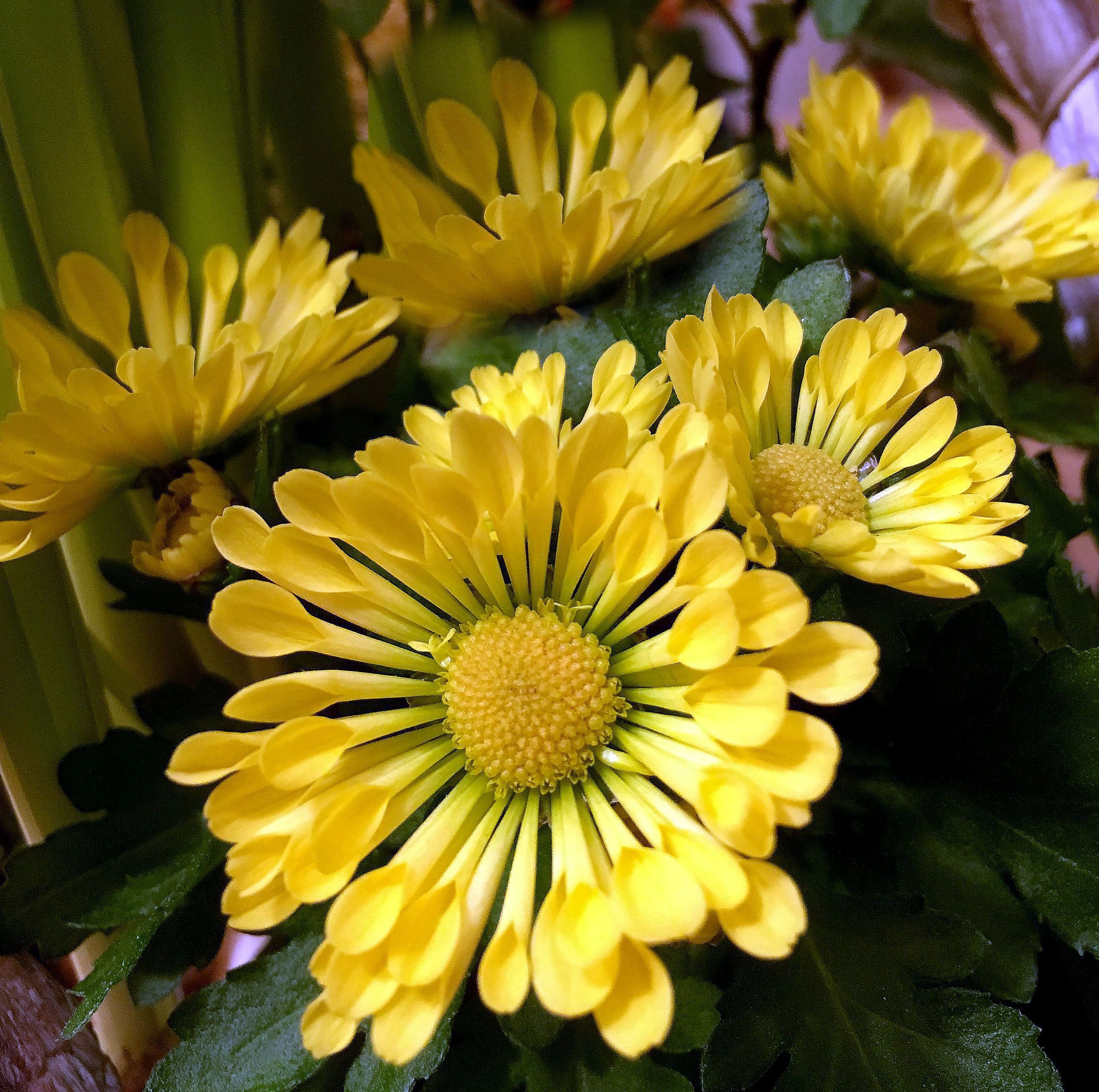 Yellow flowers are beautiful free image download
