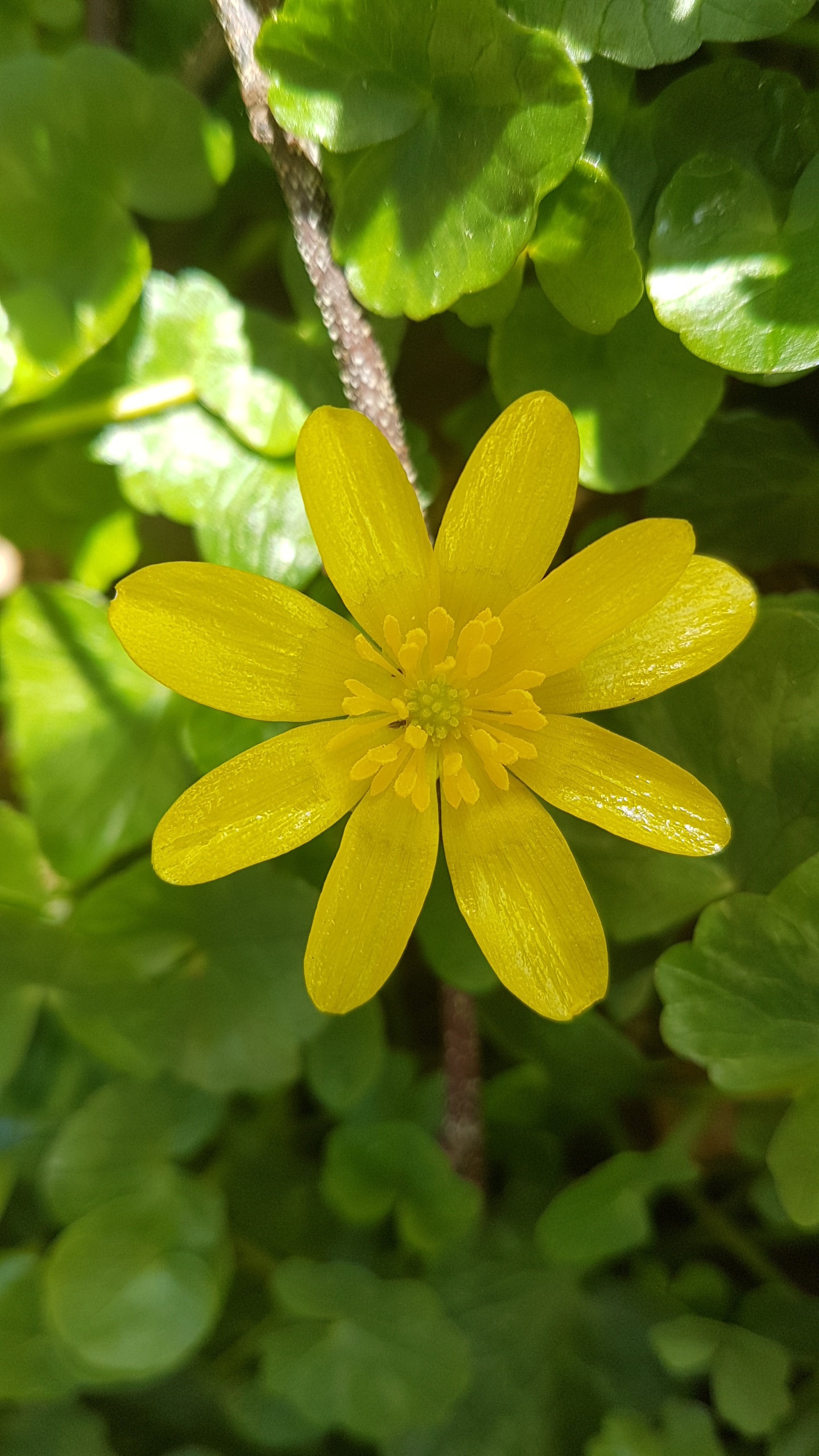 Yellow buttercup bud in the garden free image download