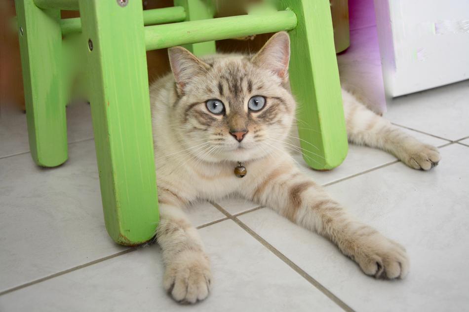 Domestic Cat Animal Feline free image download