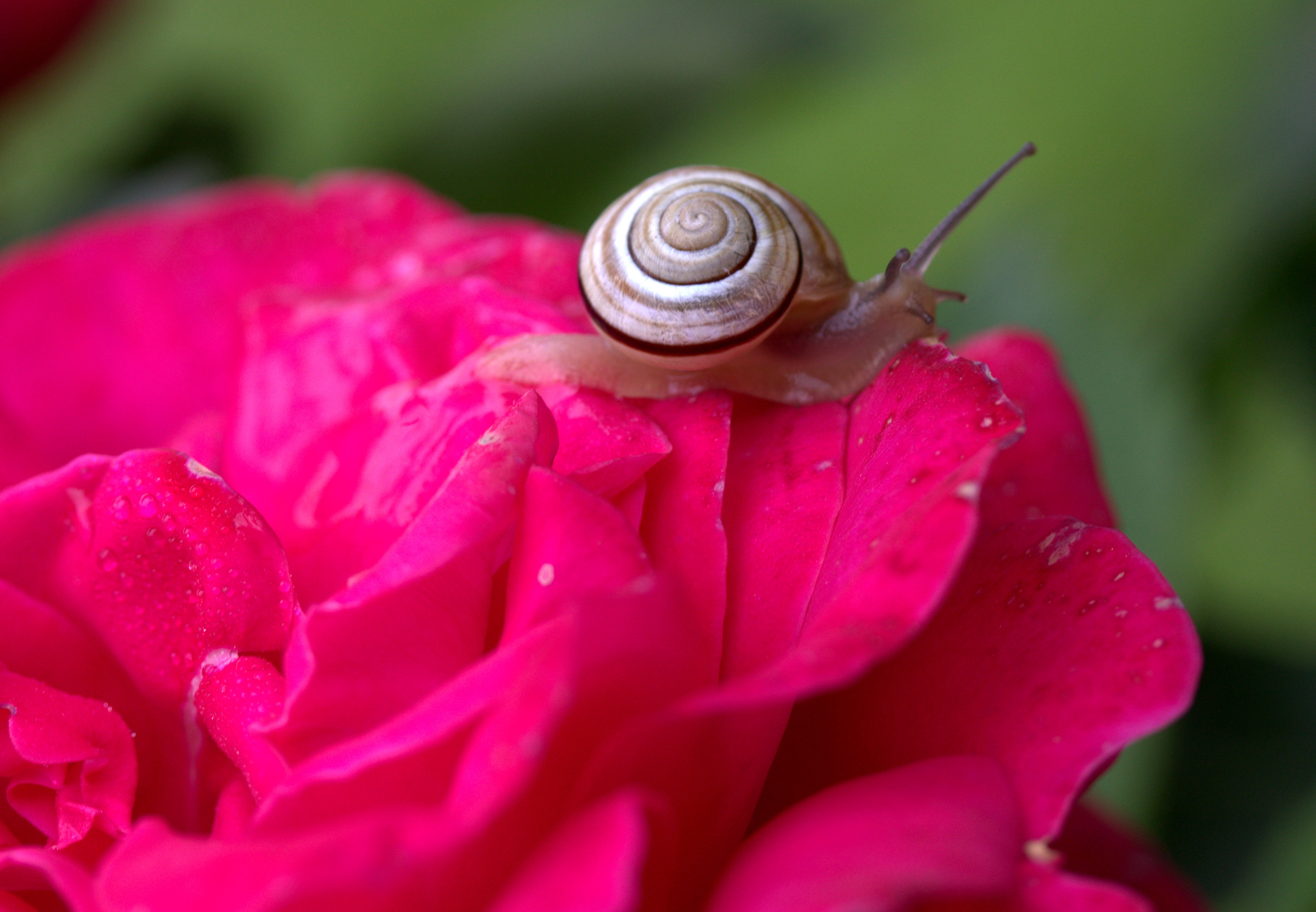 Snail Rose Petals free image download