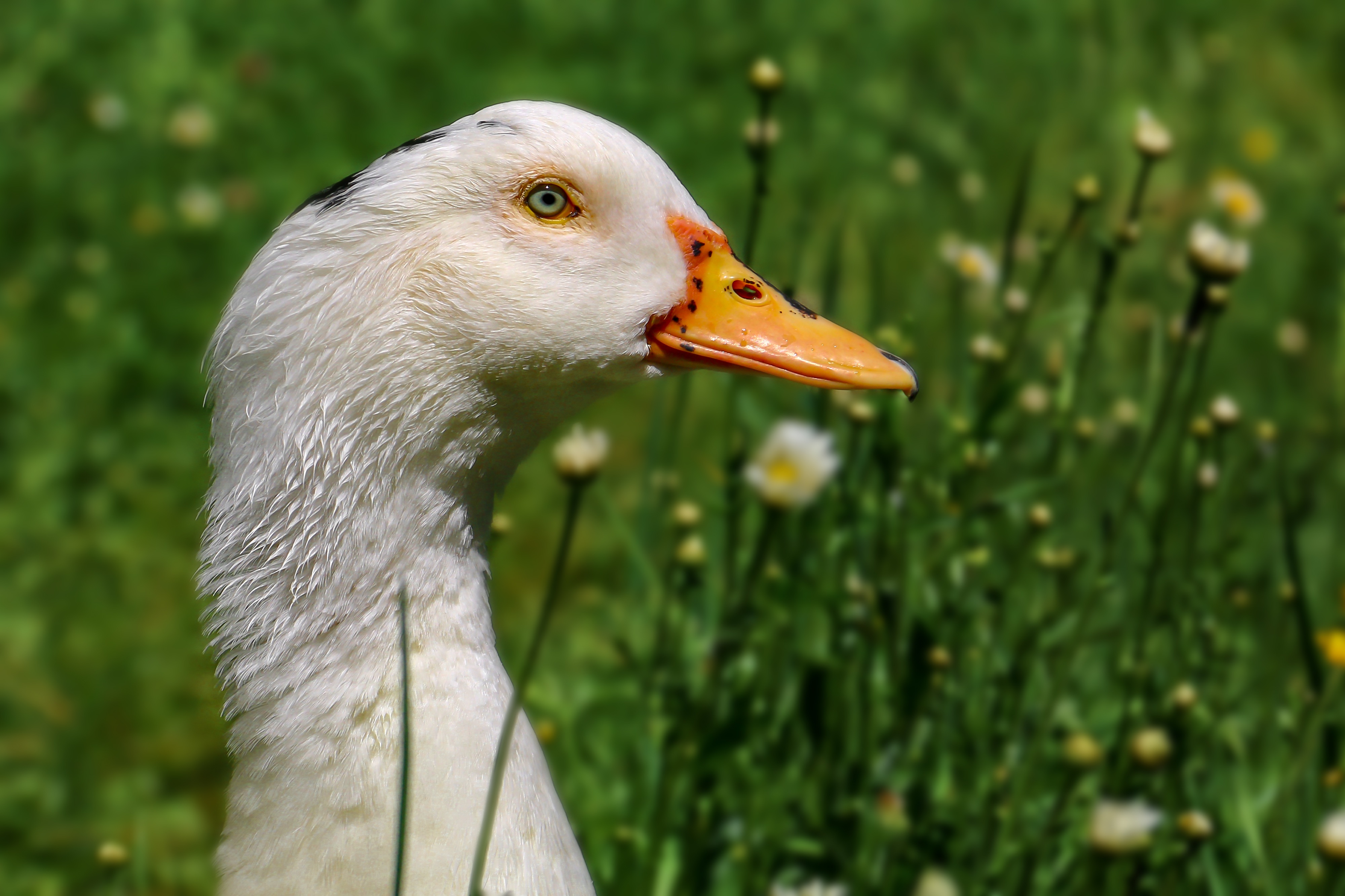 Animal Goose Feather green grass free image download