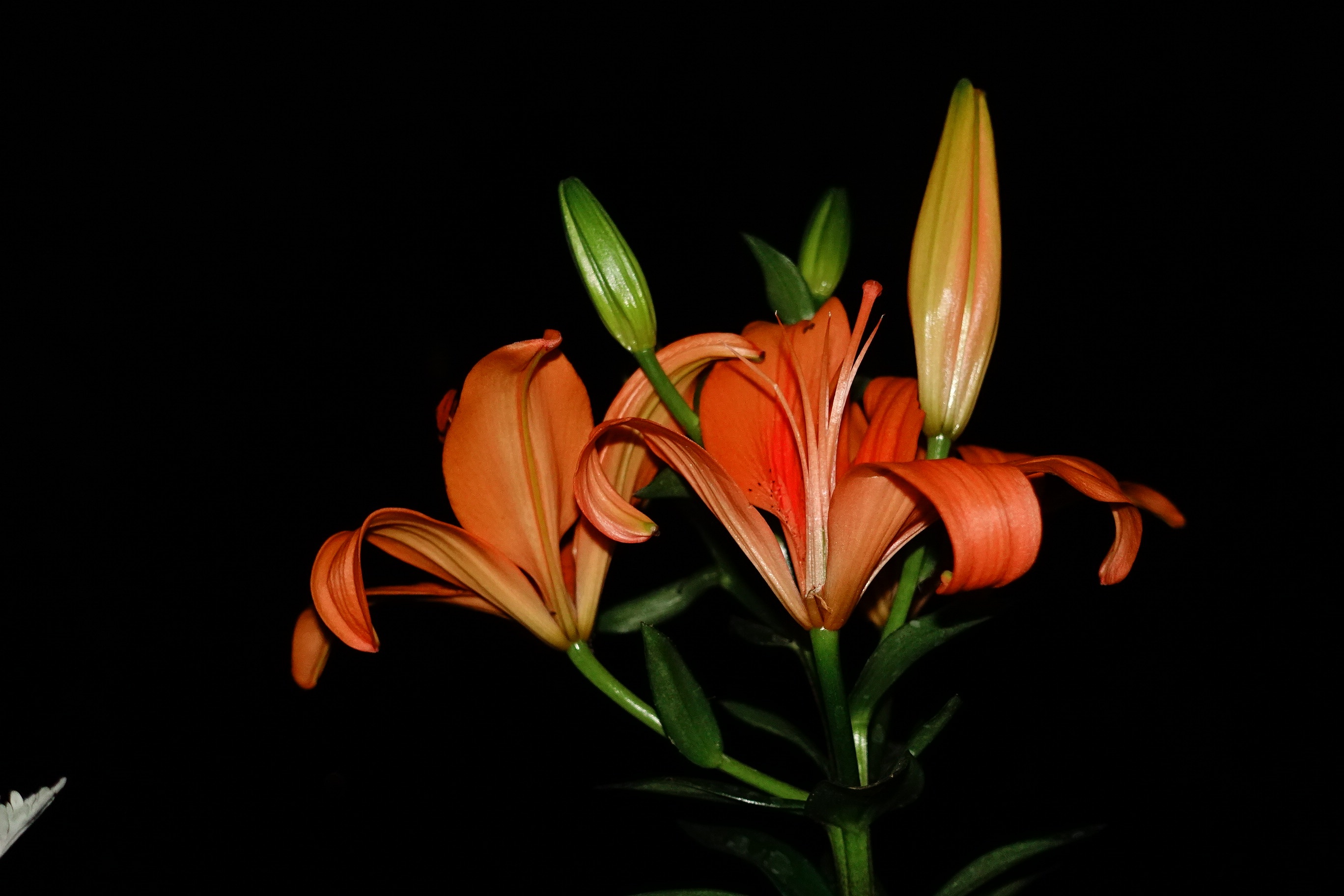Beautiful flowers in the dark free image download