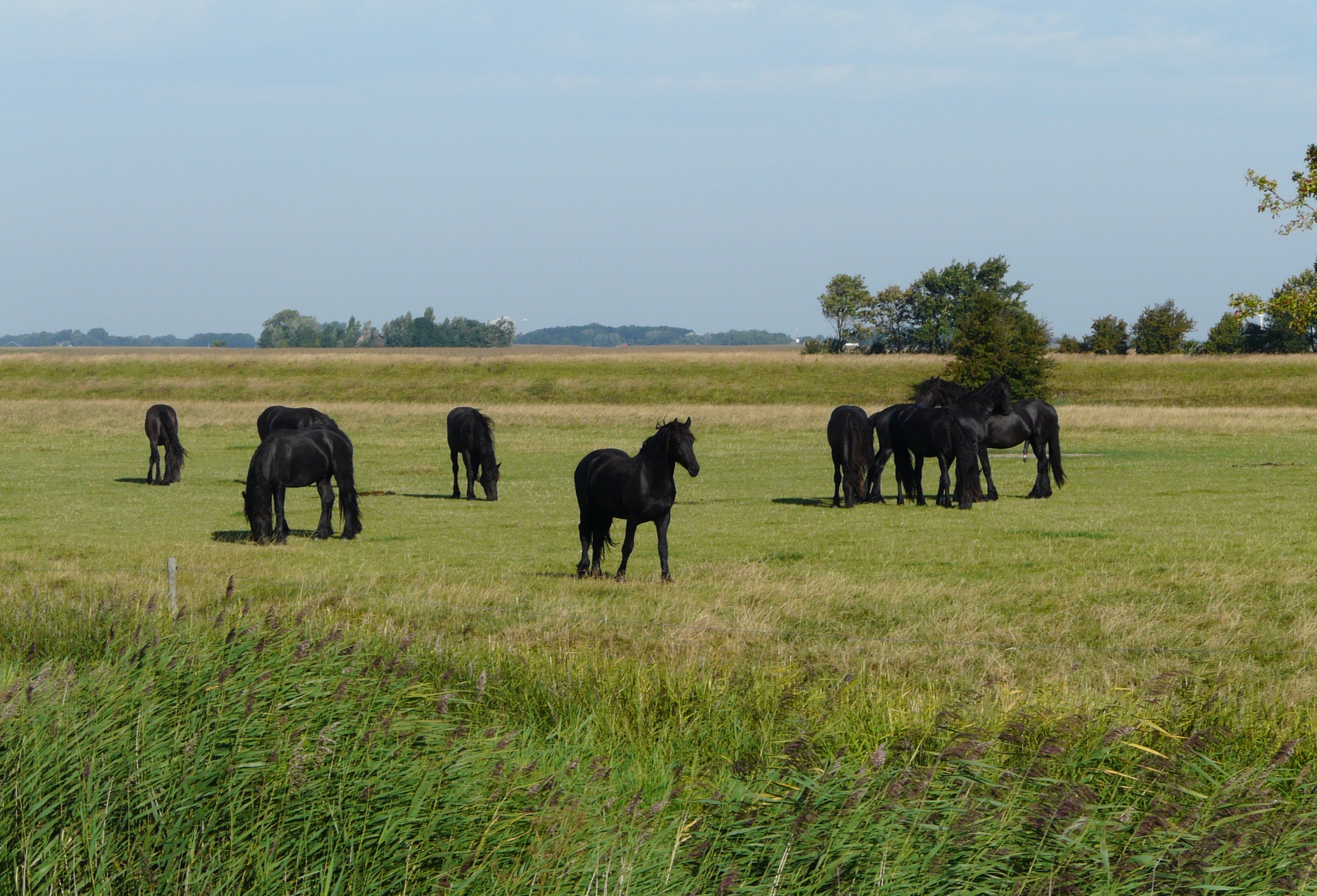 Friesland Horses Nature free image download