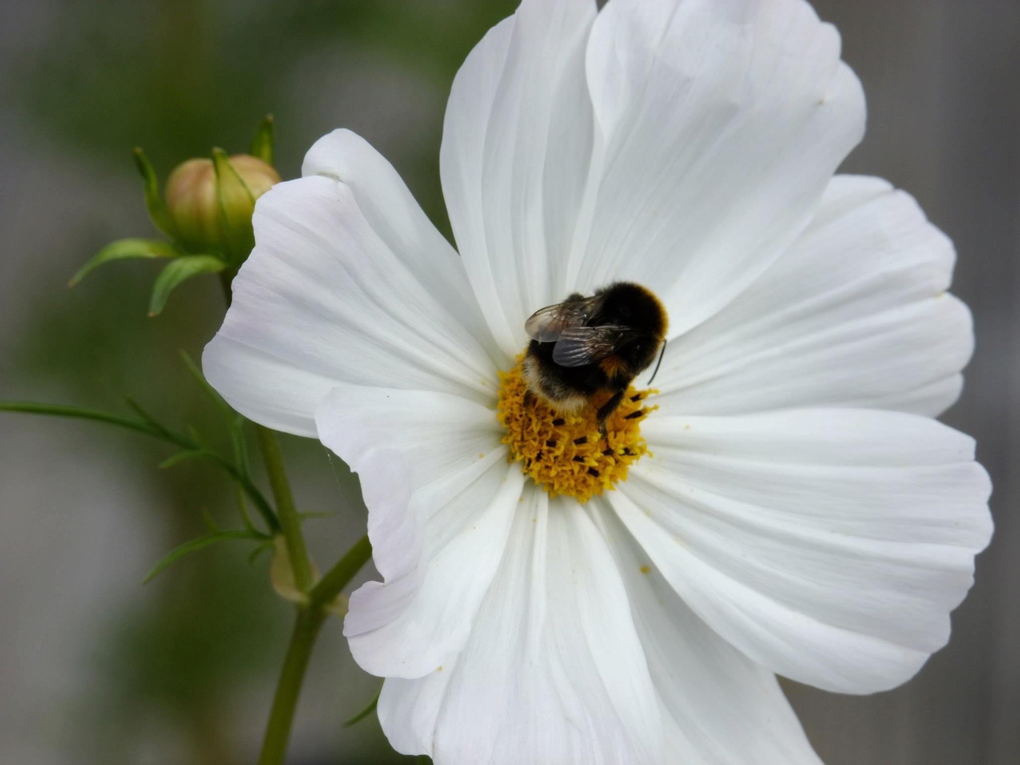 Flowers Bee Cosmos free image download