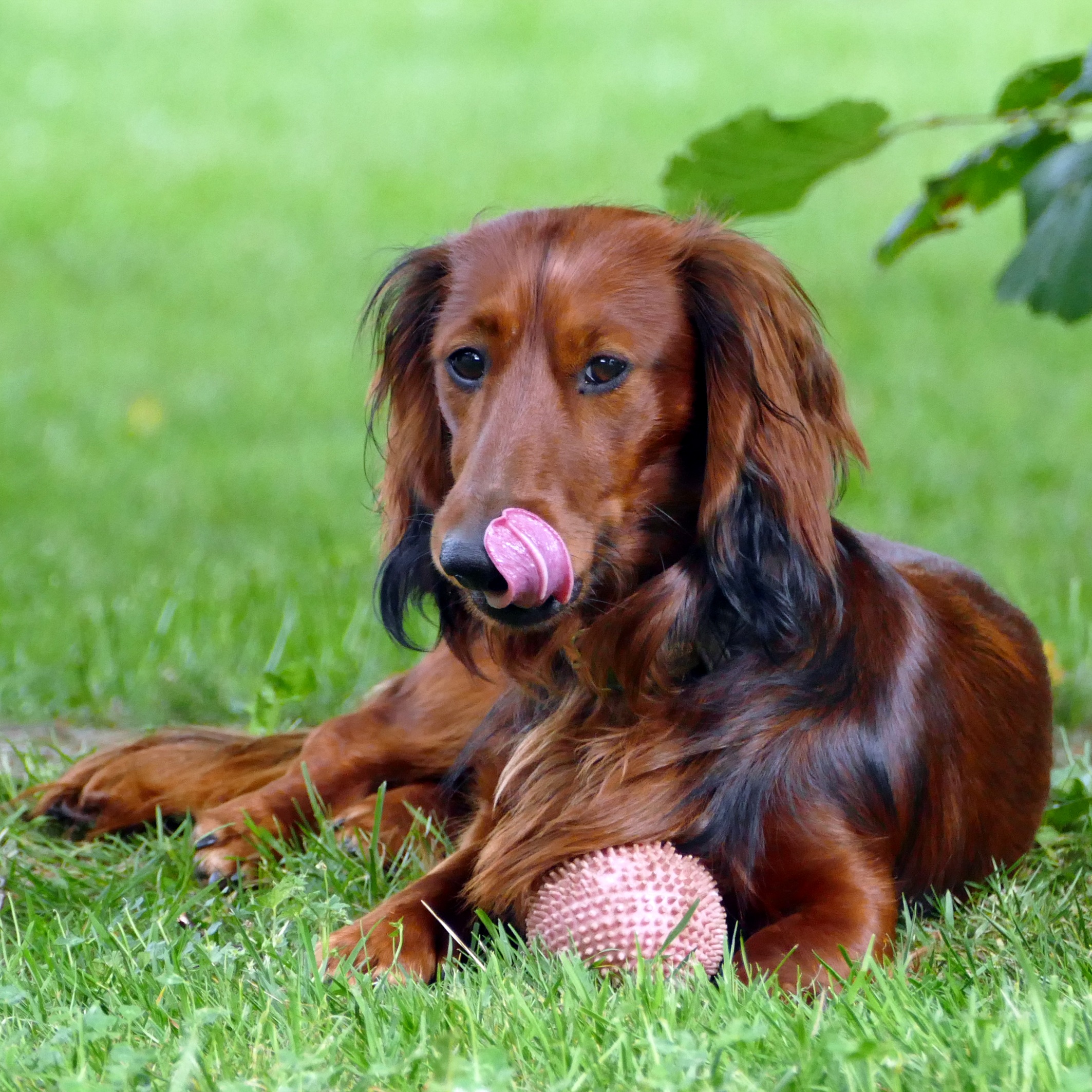 Dachshund Long Hair free image download