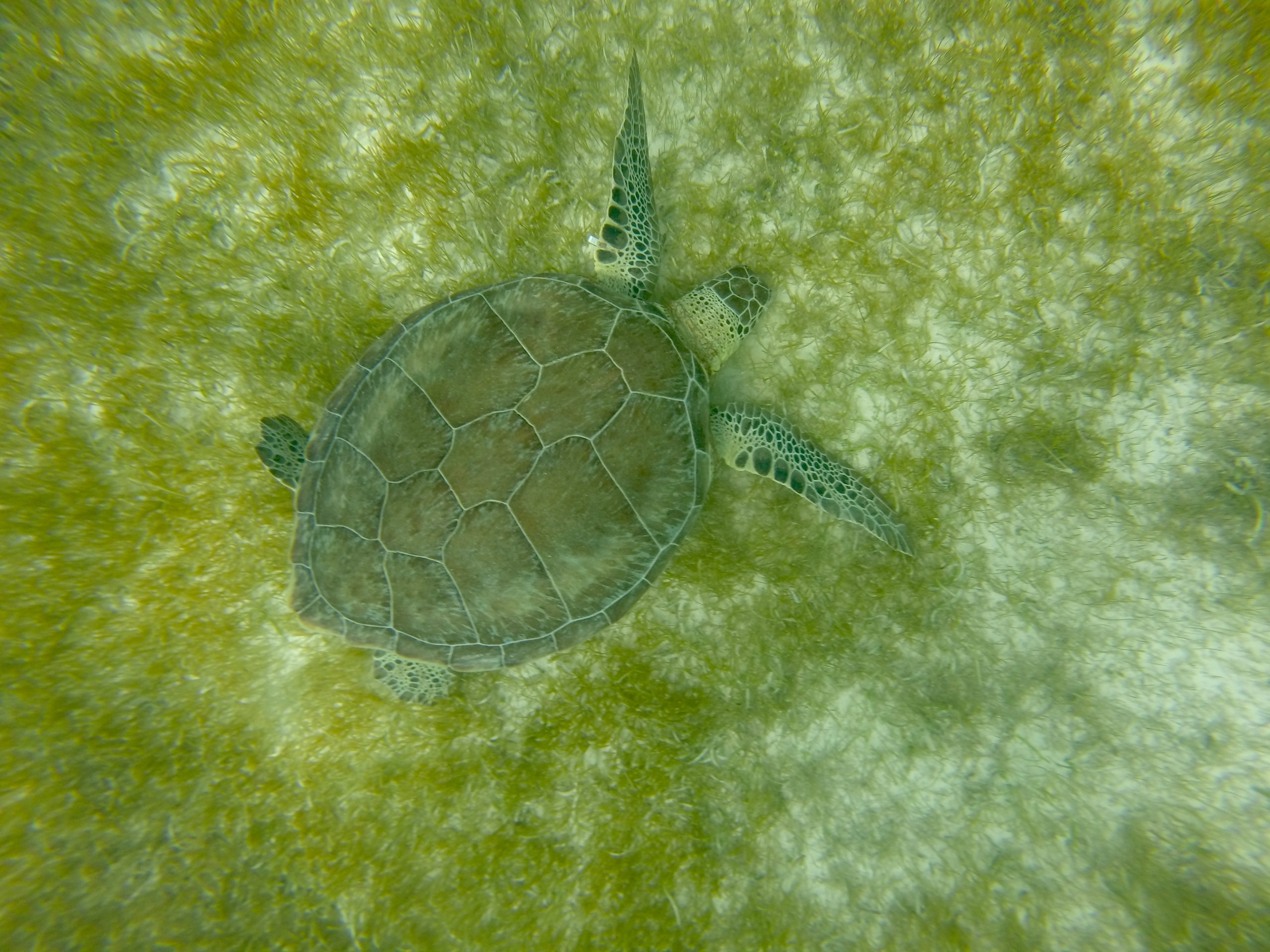 Turtle Mexico Caribbean free image download