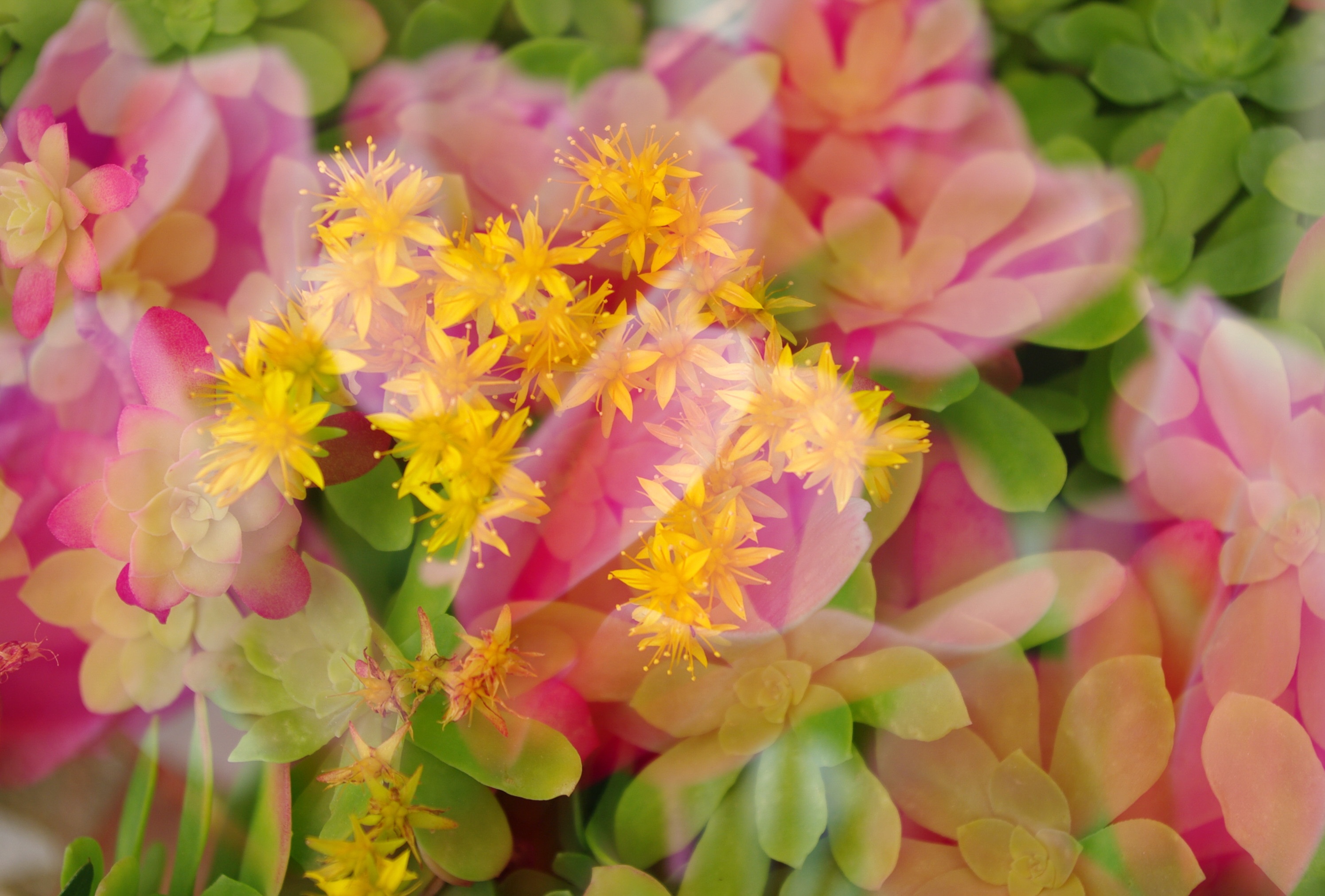 Multiple Exposure Flowers free image download