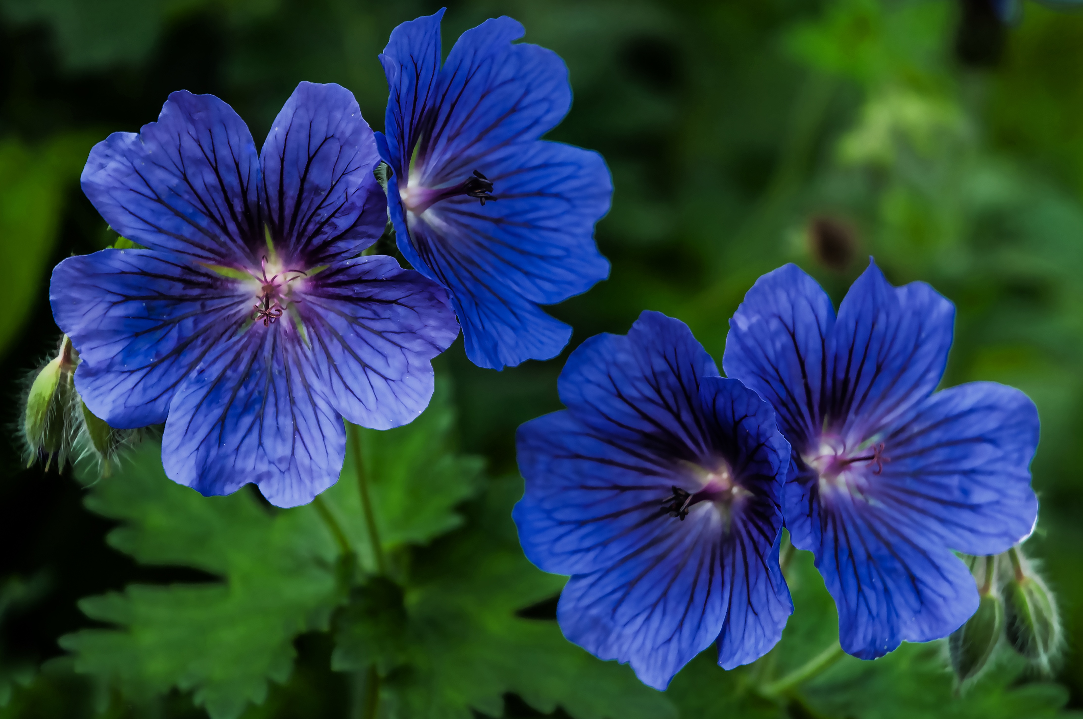 Blue Plants Geranium free image download