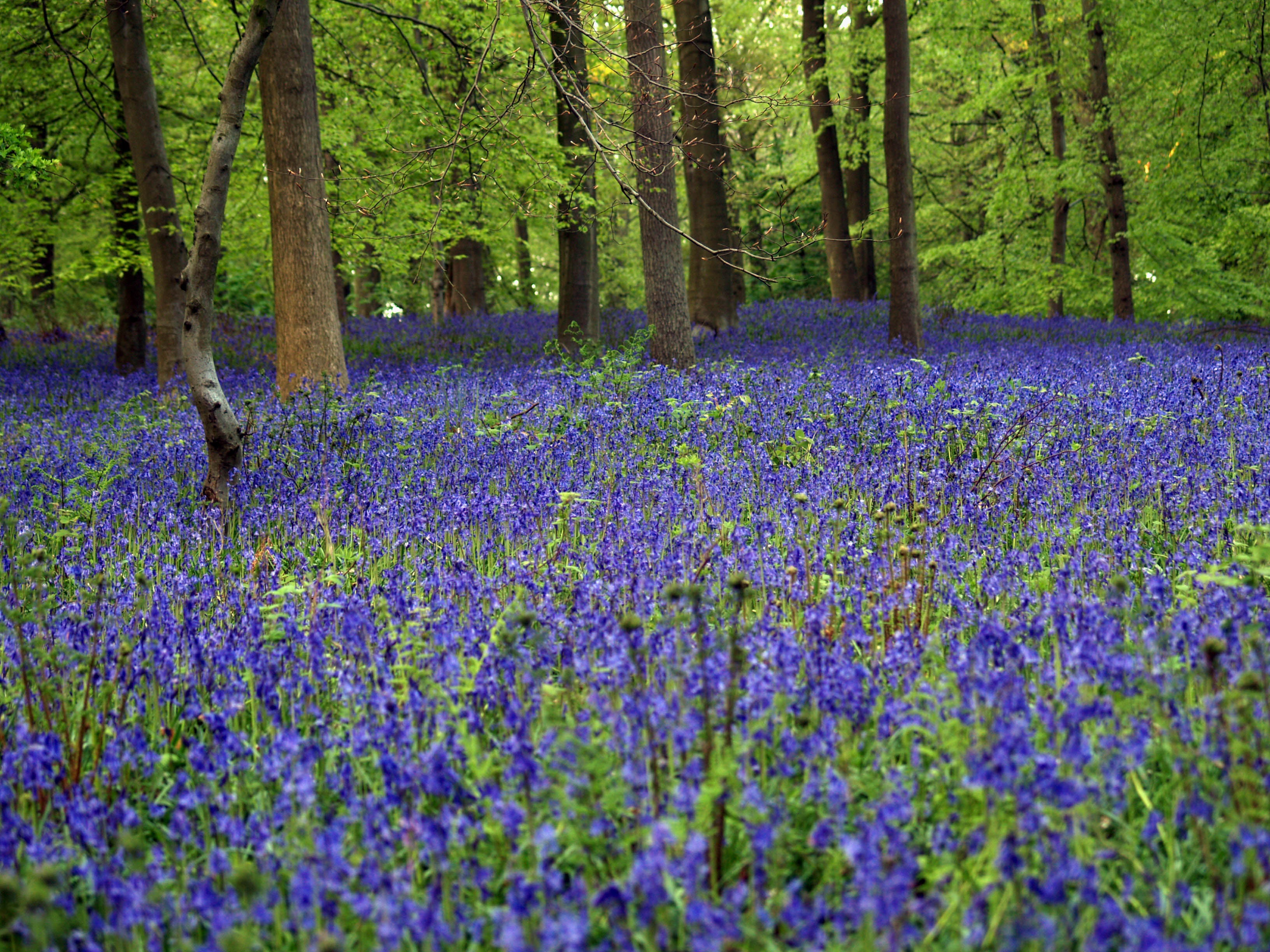 Bluebell Wood In free image download