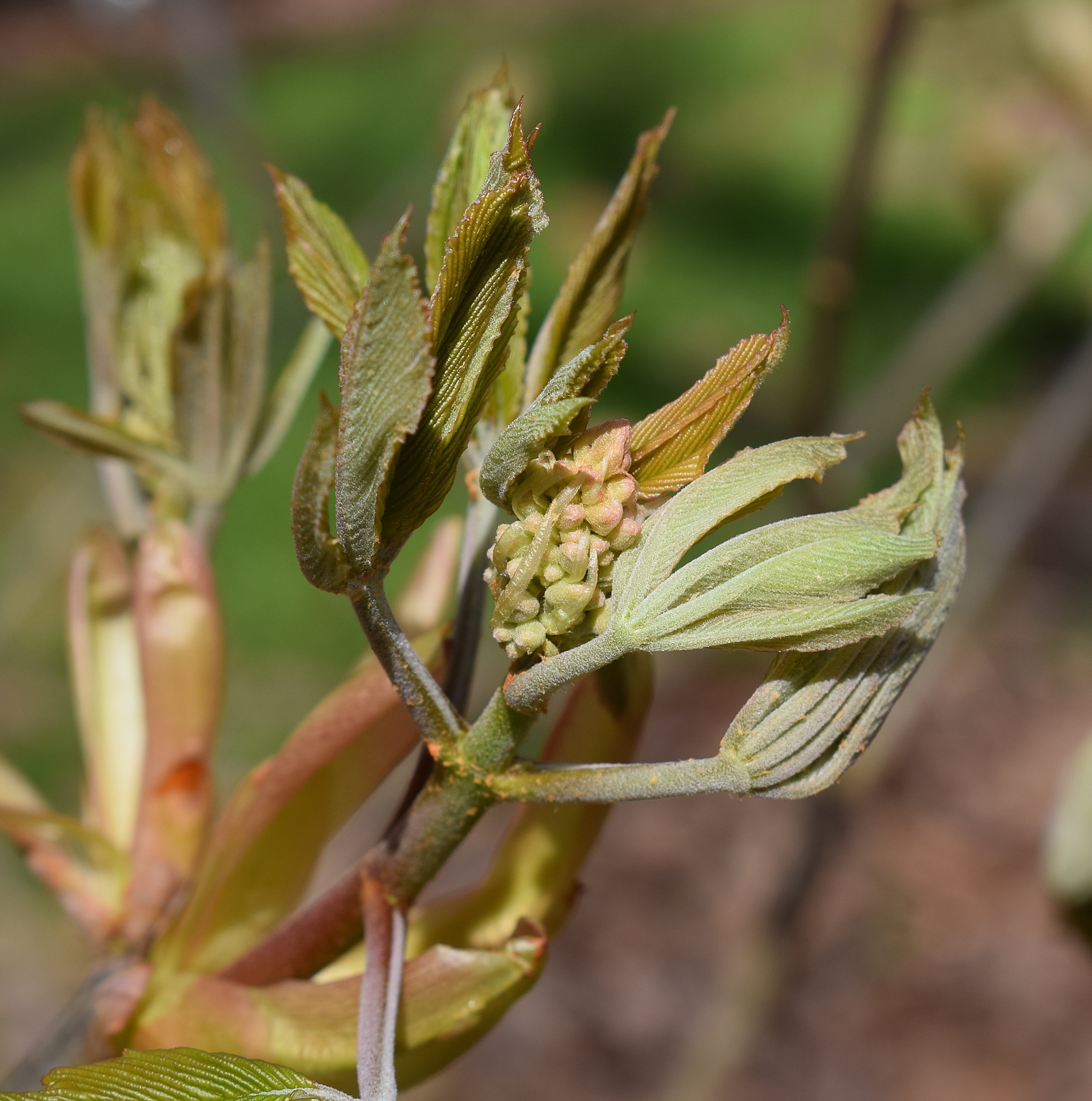 Leaves And Flower Bud Japanese free image download