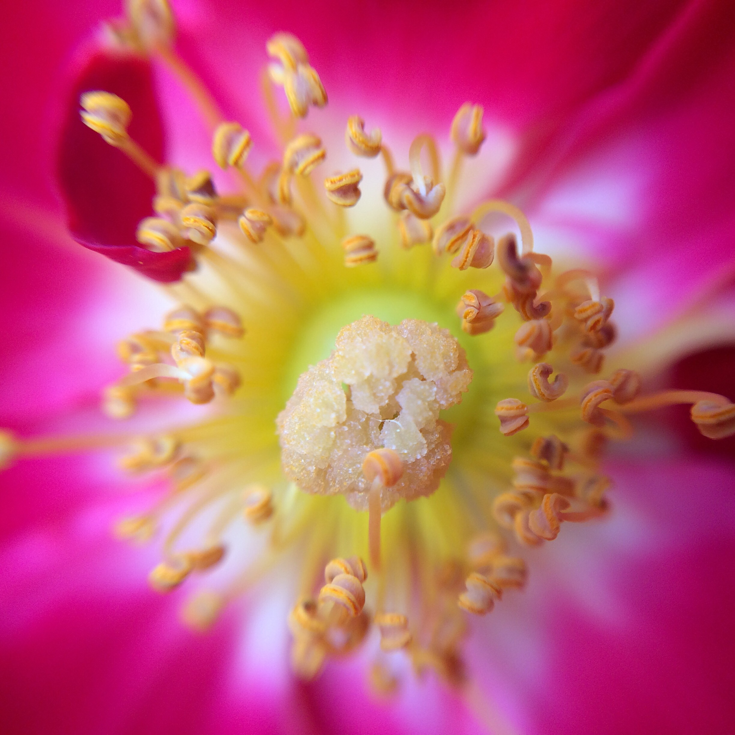 Flower Pink Sugar free image download