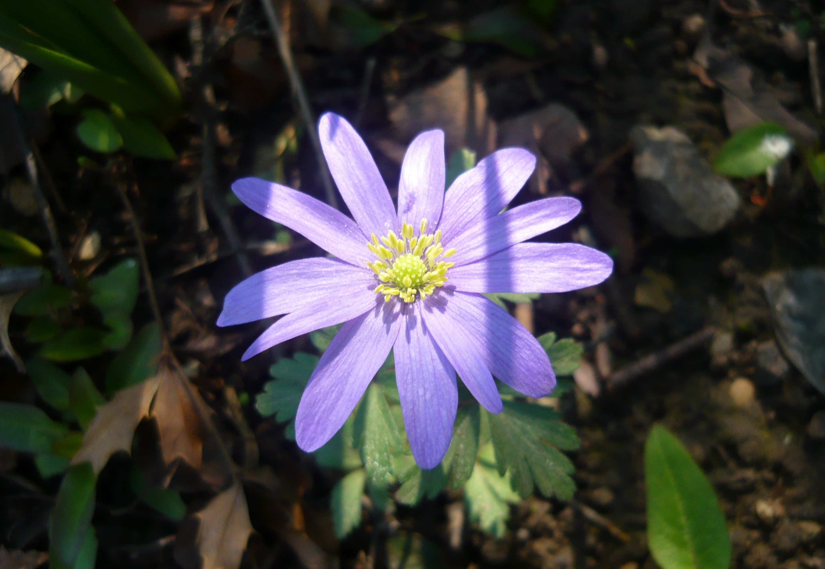 Anemone Greek Plant free image download