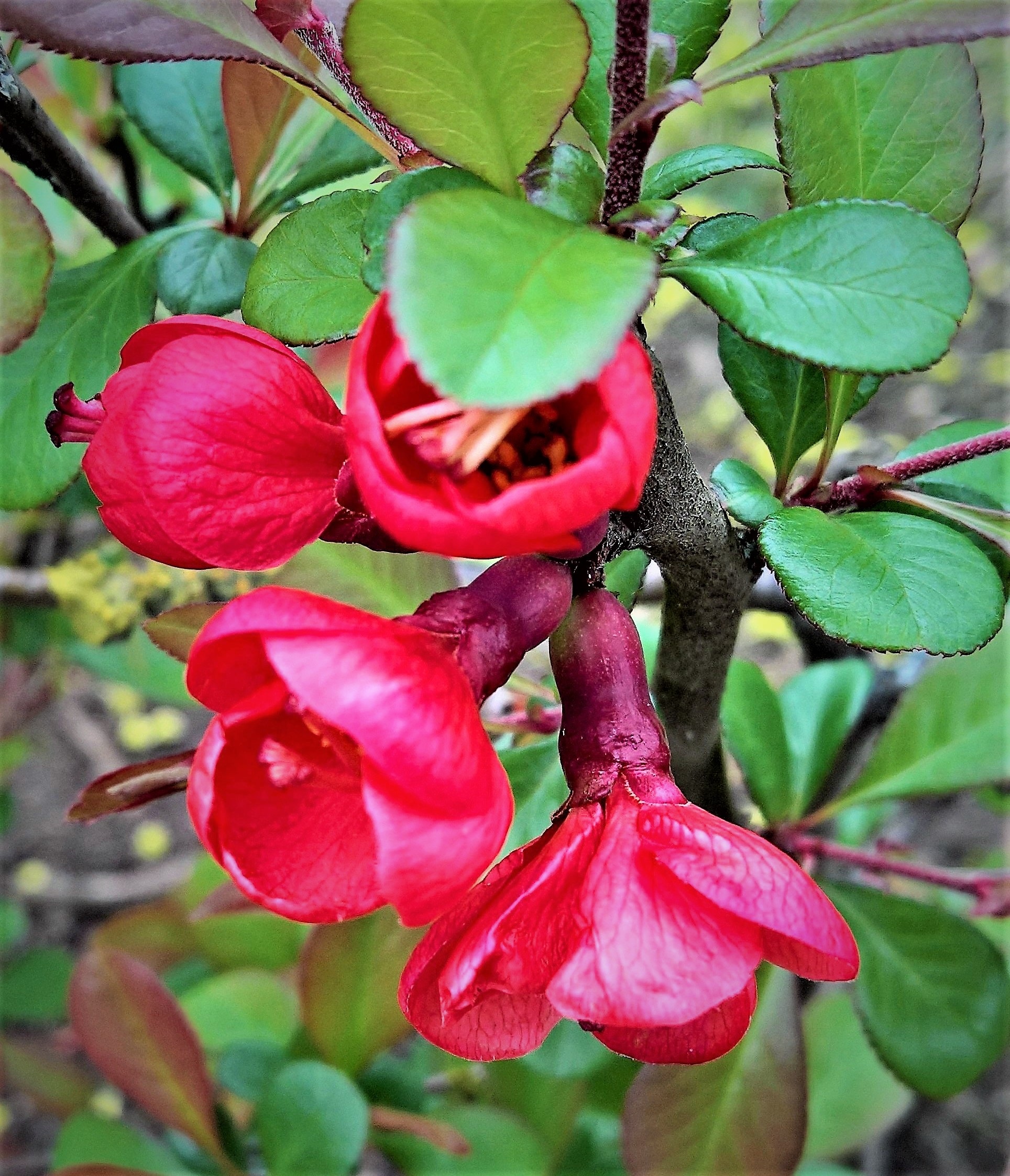 Plant Ornamental Quince free image download