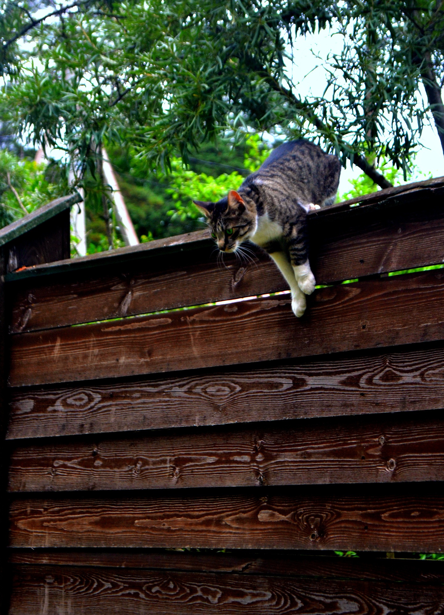 Cat jumping over a wooden fence free image download