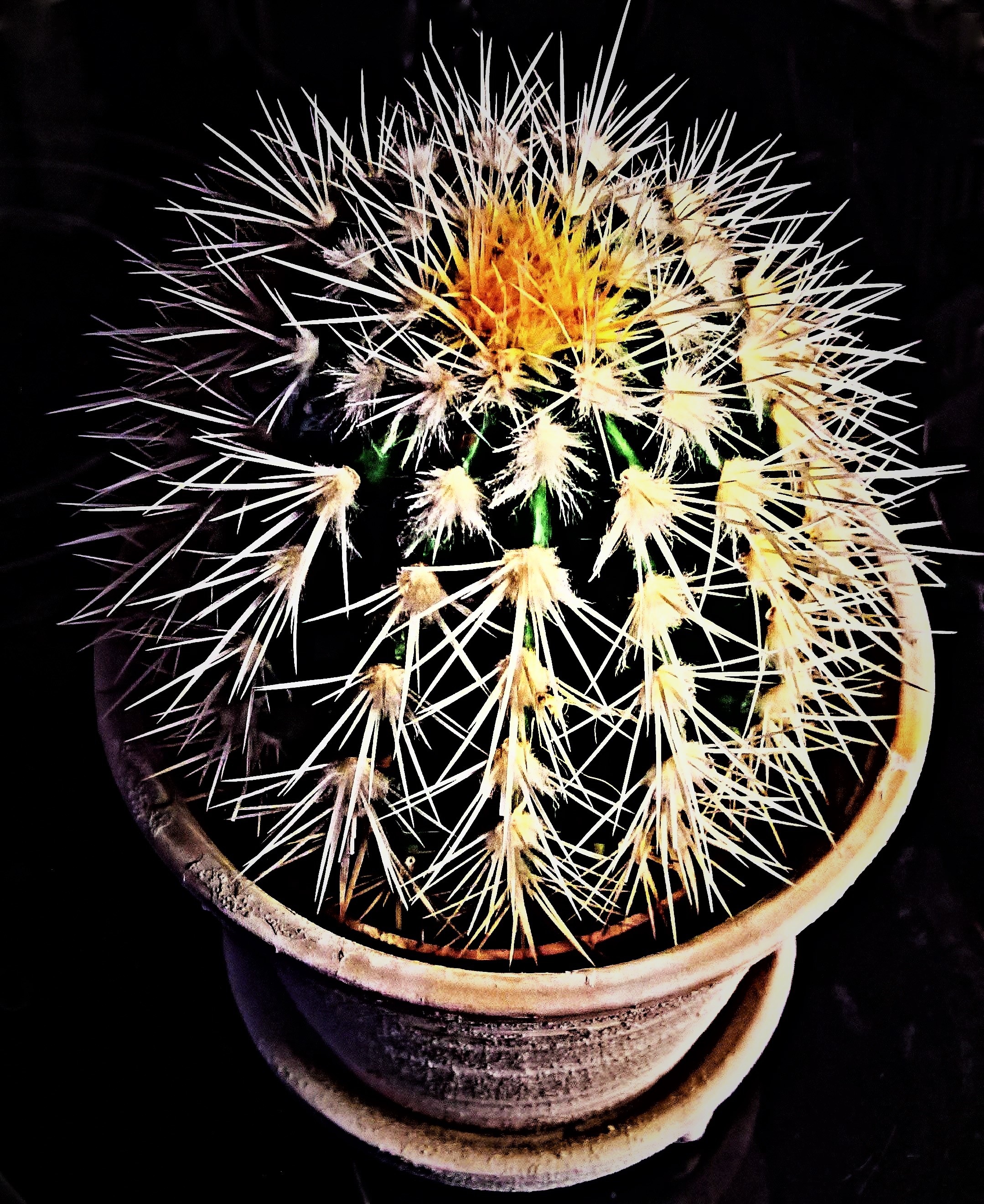 Cactus Plant Ball free image download