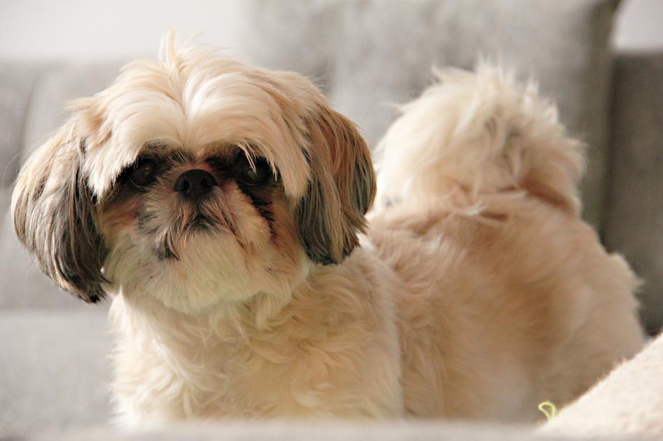 Dog Couch Hair funny free image download