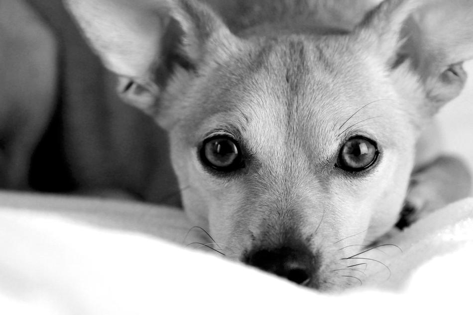 Black and white, cute little dog free image download
